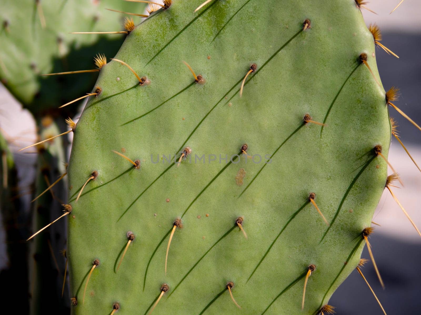 Closeup of a green Eastern prickly pear cactus with yellow thorns by jackreznor