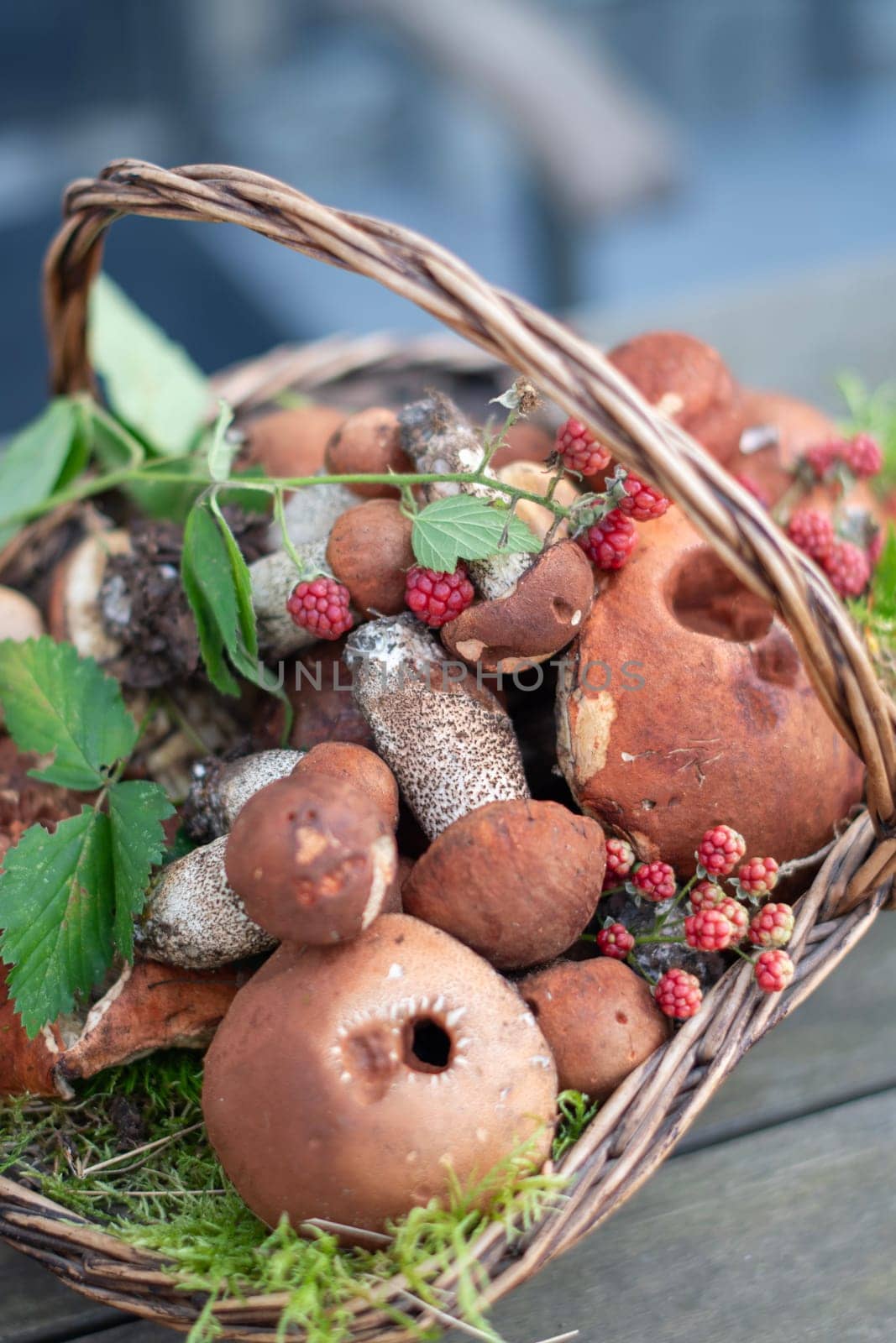Freshly picked various edible porcini mushrooms and boletus in a wicker basket by KaterinaDalemans