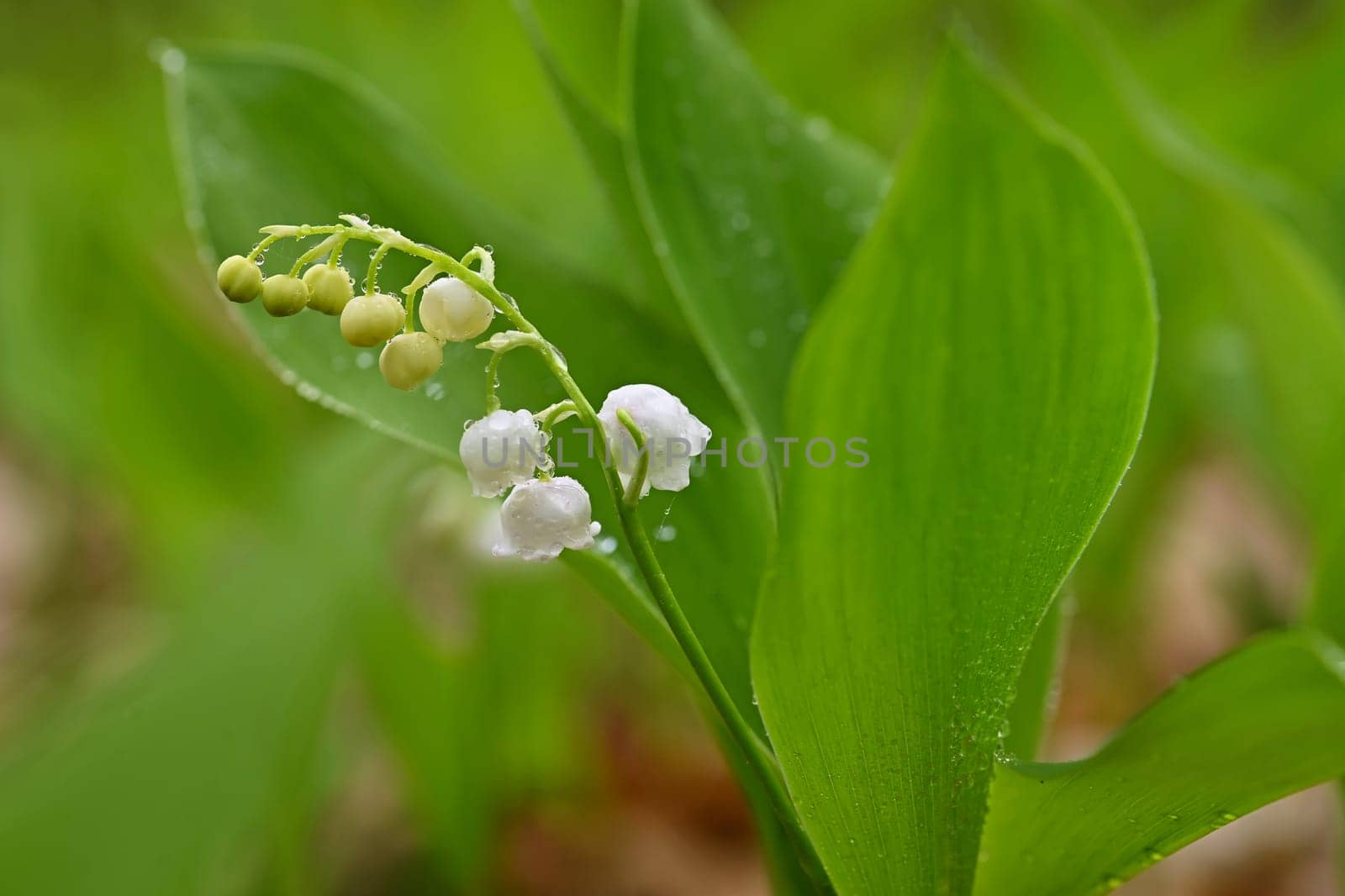 Spring green background with nature in the forest. Beautiful small white plant - flower - Lily of the valley. (Convallaria majalis) by Montypeter