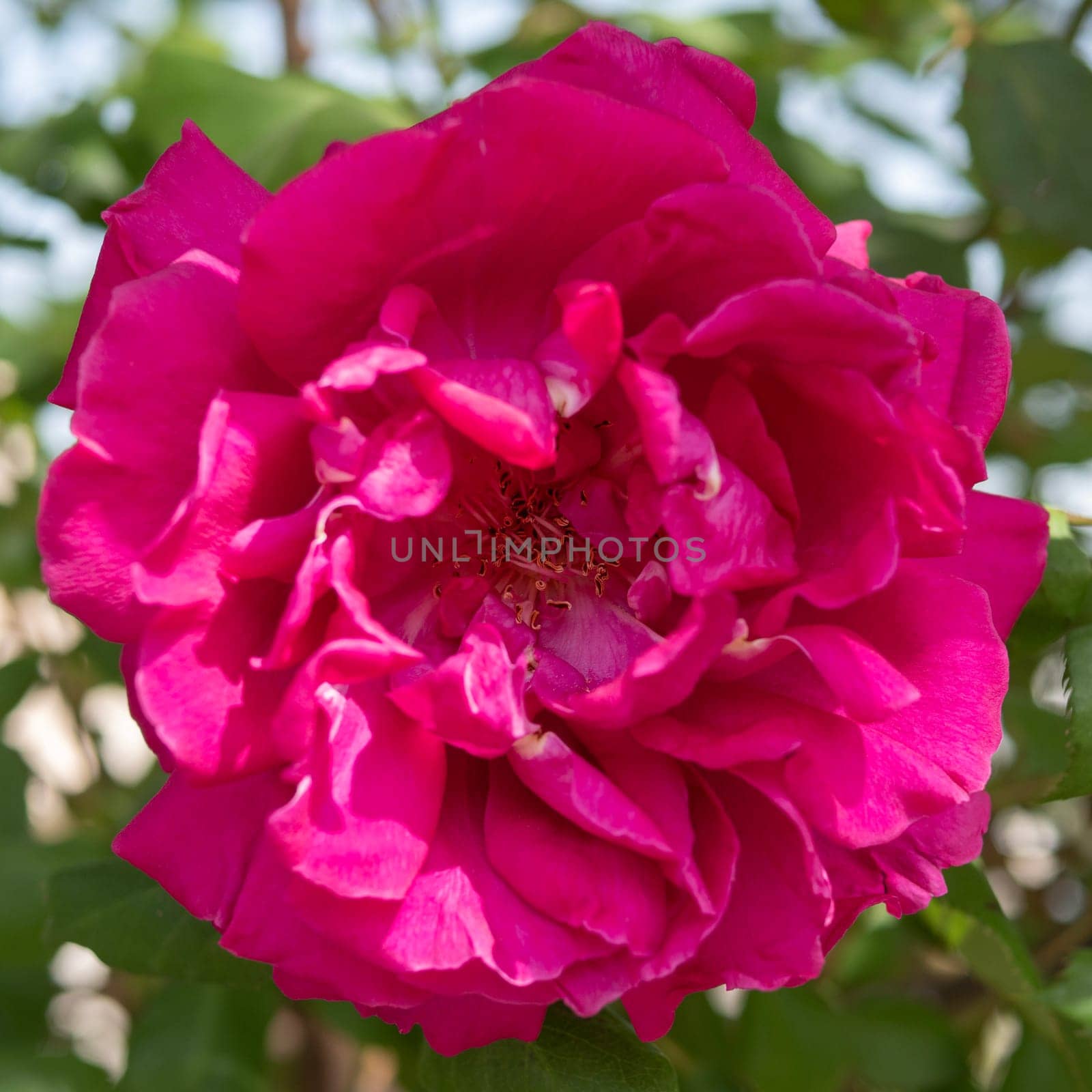 A close up of a pink rose with vibrant green leaves in the background