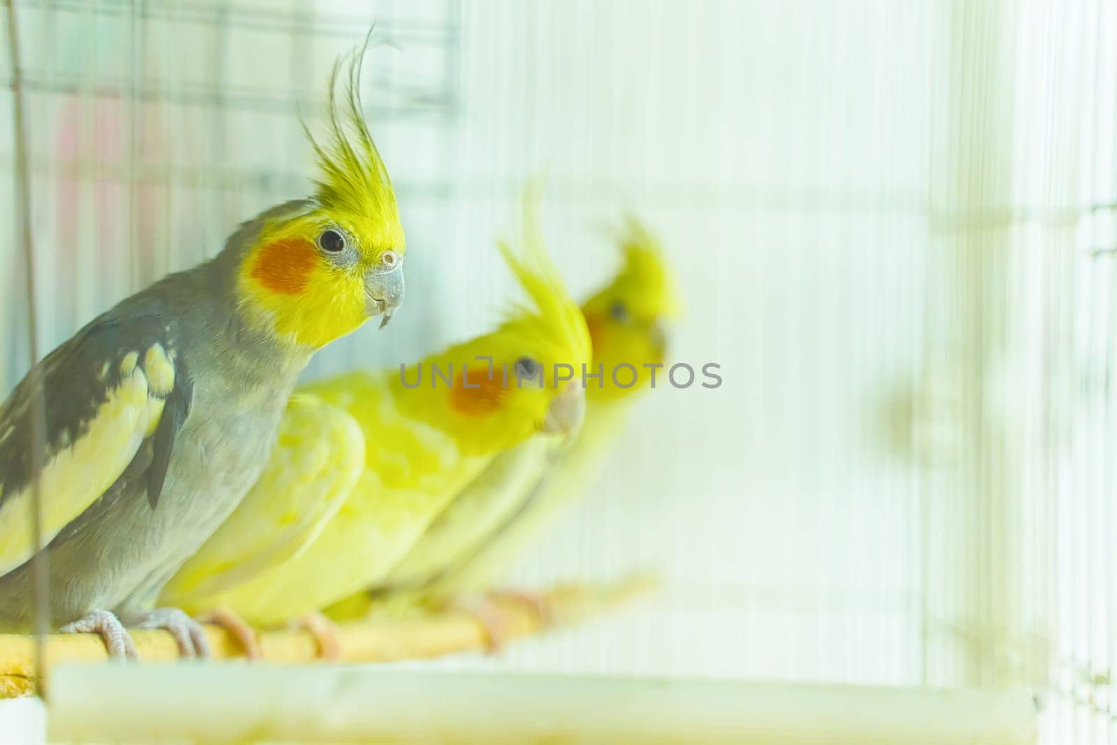 Group of parrot corrals sit and swing in a cage