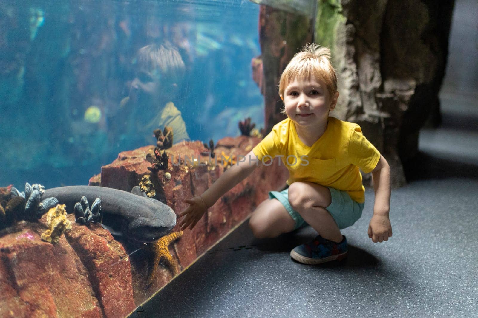 A young boy is kneeling in front of a fish tank - large aquarium, reaching out to touch a sea star