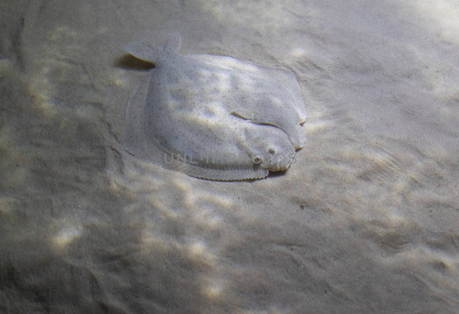 A fish flounder is laying on the sand. The fish is small and has a white belly