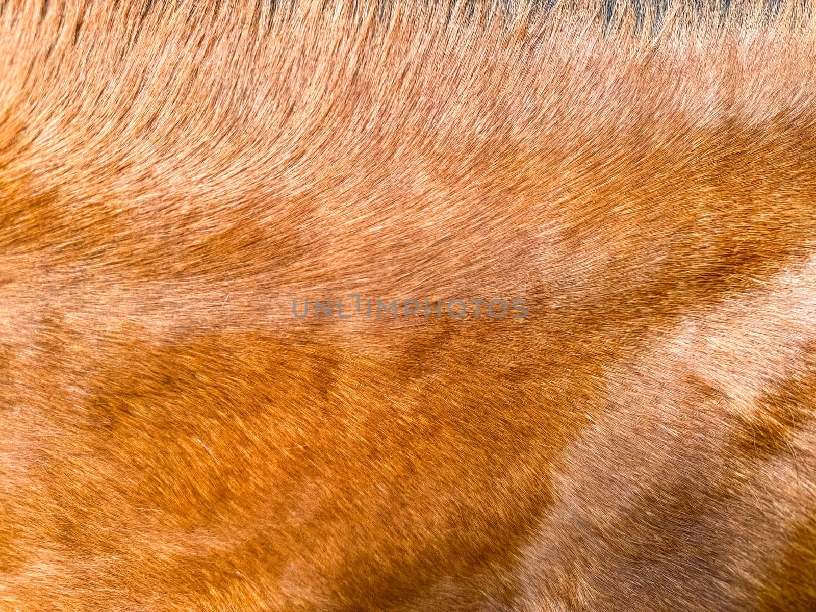 Close up of horse fur texture in brown and red color for background and design concepts in wildlife and nature theme. High quality photo