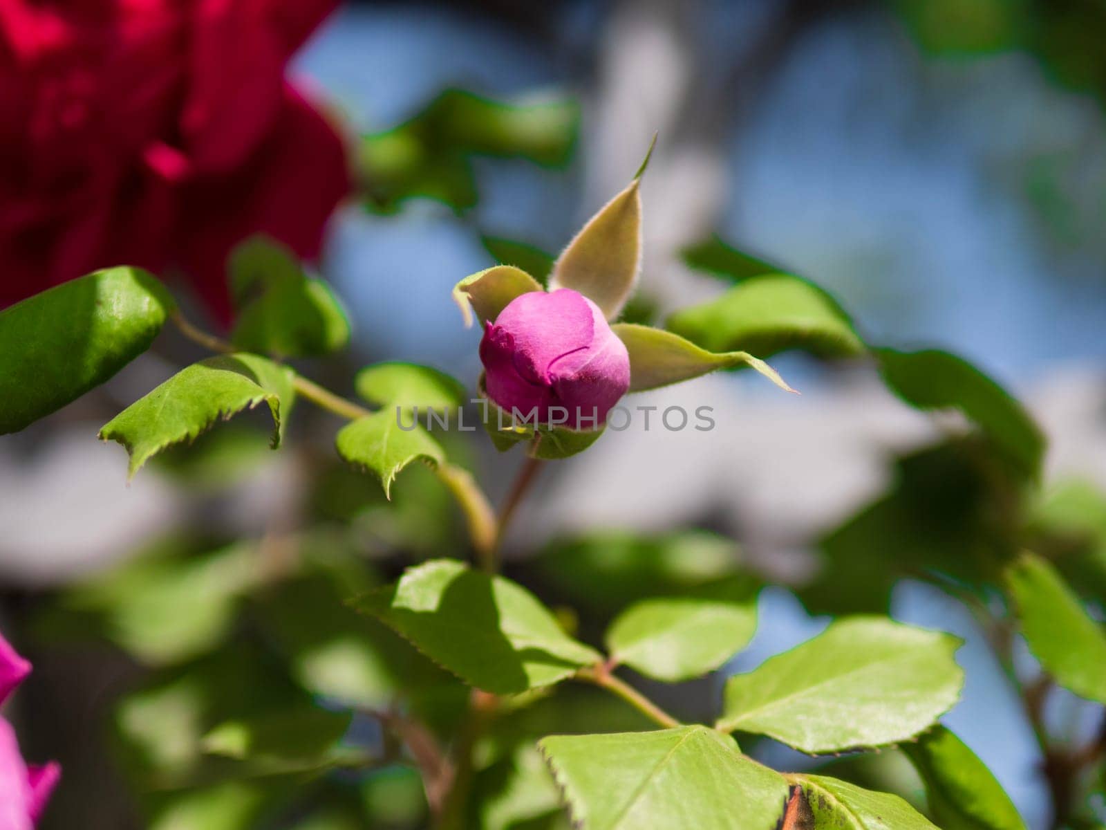 A beautiful red rose bud is blooming on a twig of a hybrid tea rose plant,