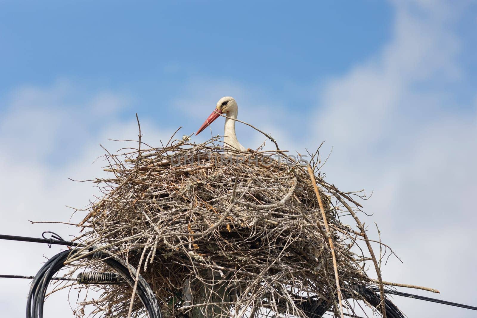 A stork bird is sitting in a nest made of twigs and branches by Studia72