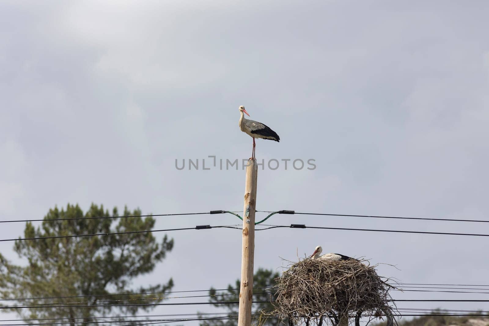 A storks - bird is perched on a pole next to a nest - telephoto