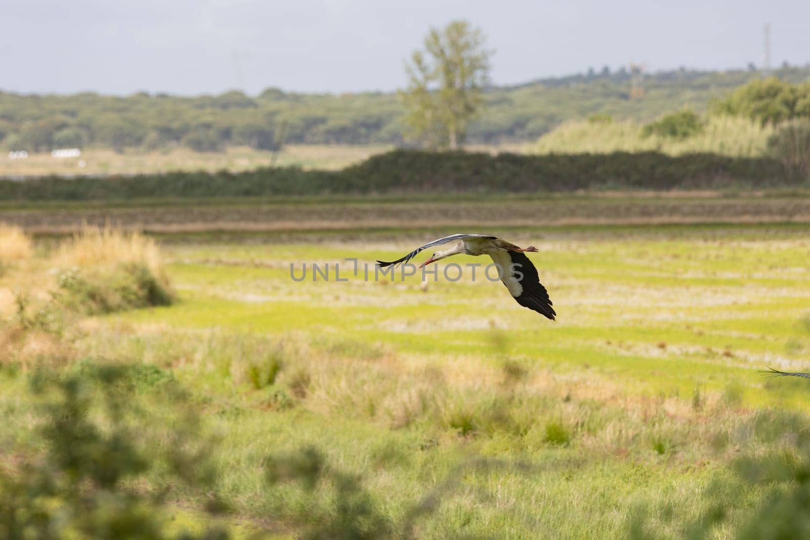 A big stork - bird is flying over a field of grass by Studia72