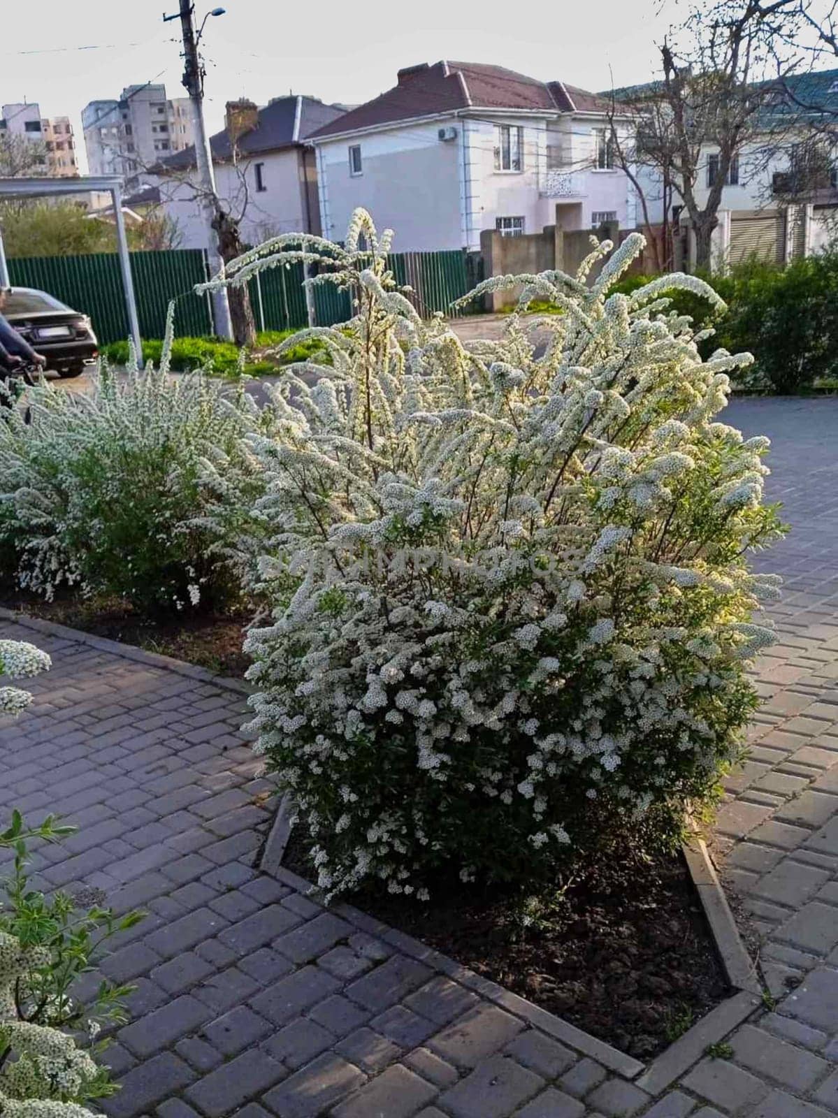 Along the street you can see cars, and bushes of deciduous shrubs "Spiraea nipponica" are planted.