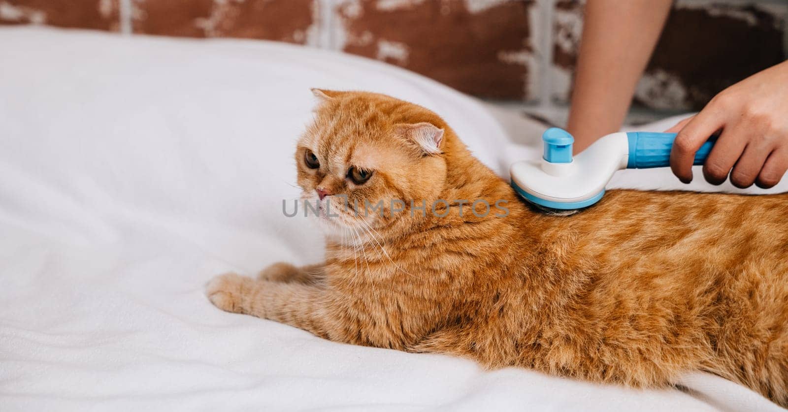 Owner's care, A woman lovingly combs her Scottish Fold cat's fur while the ginger cat enjoys a serene sleep on her hand. A cozy and heartwarming morning scene. Pat love routine by Sorapop
