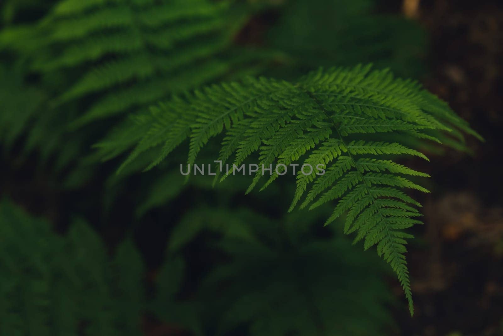 Natural ferns in forest blurred background. Green fern plants in nature landscape. Fresh green tropical foliage. Rainforest jungle landscape Nature organic wallpaper by anna_stasiia