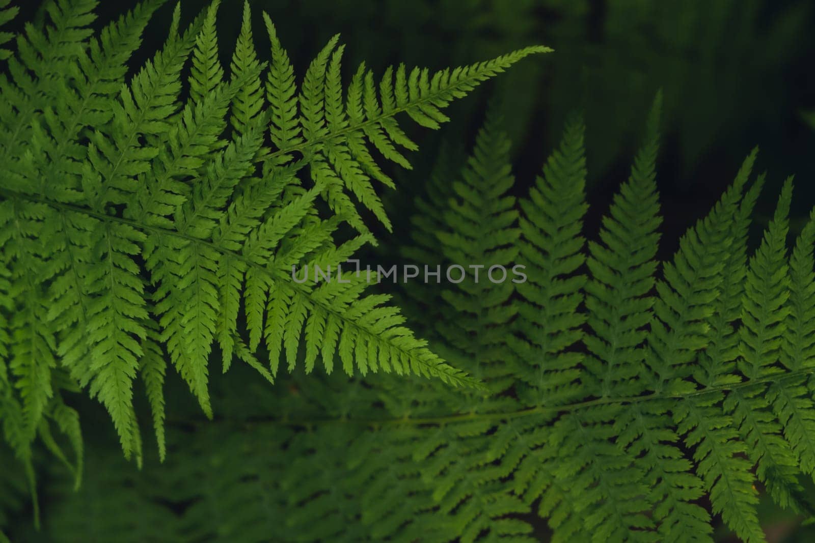 Beautiful fern leaves green foliage natural floral pattern fern background. Wallpaper of forest trees greenery copy space by anna_stasiia