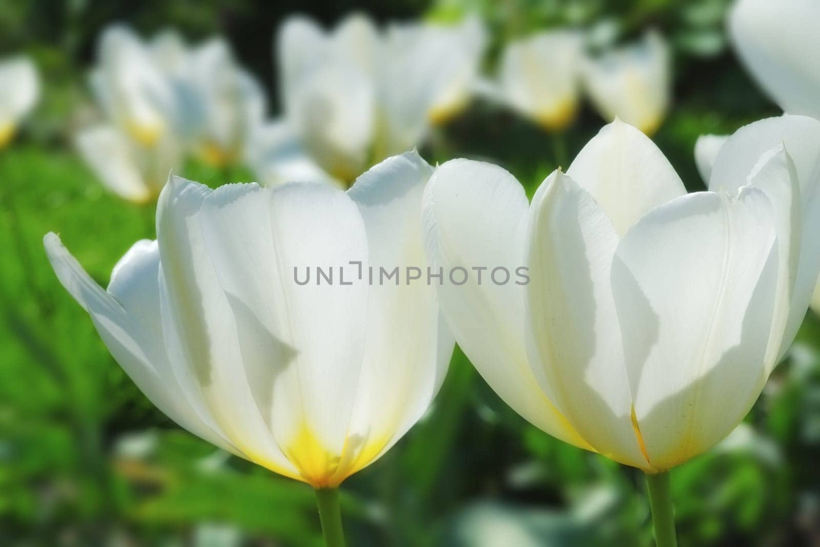 Flowers, tulips and garden for outdoor nature, blossom and peace or floral field. Plant, petal and growth in countryside or landscape, ecosystem and botany for sustainable environment on farm by YuriArcurs