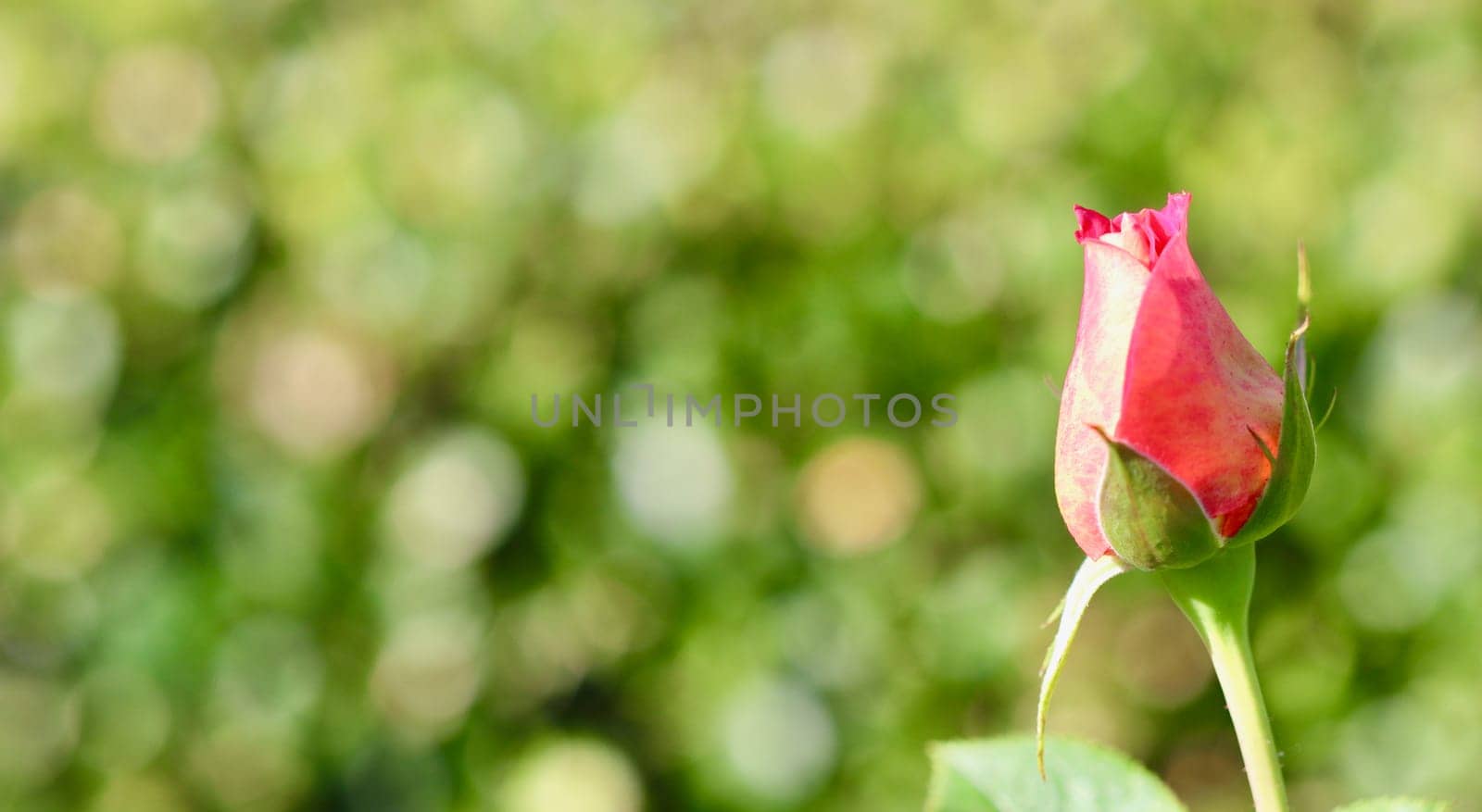 Beautiful red yellow rose bud on a green background in the garden. Ideal for a greeting cards
