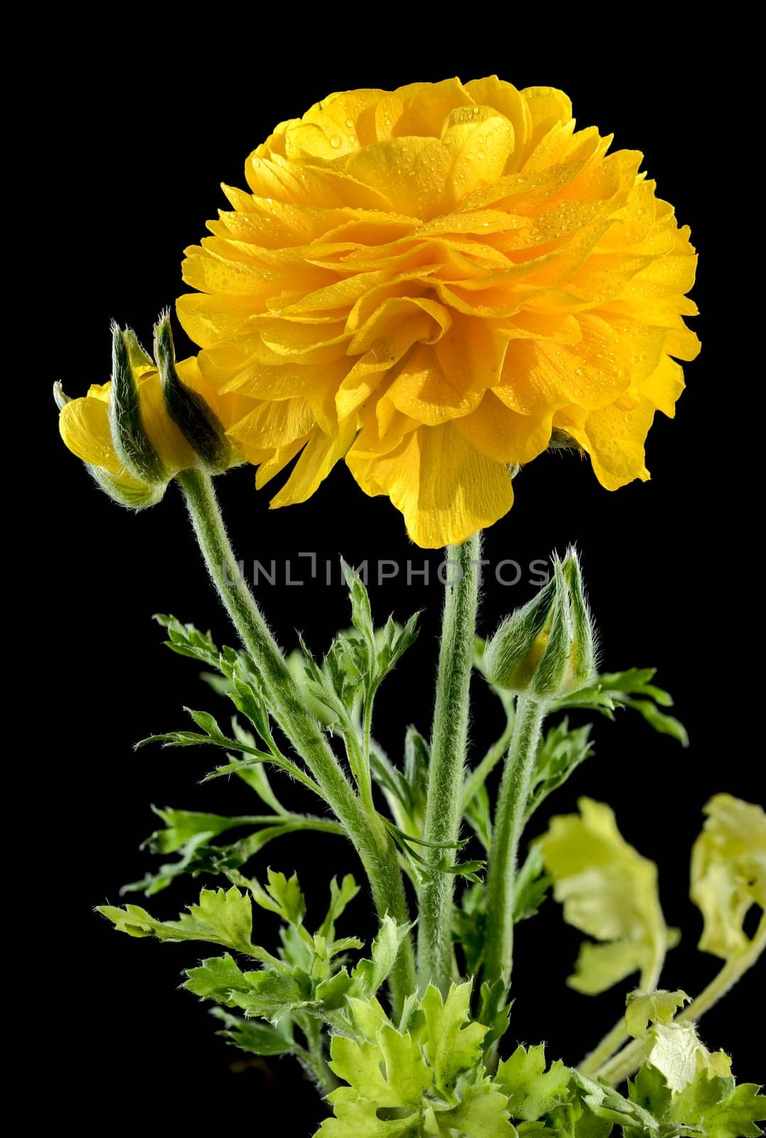Beautiful blooming yellow ranunculus flower isolated on a black background. Flower head close-up.