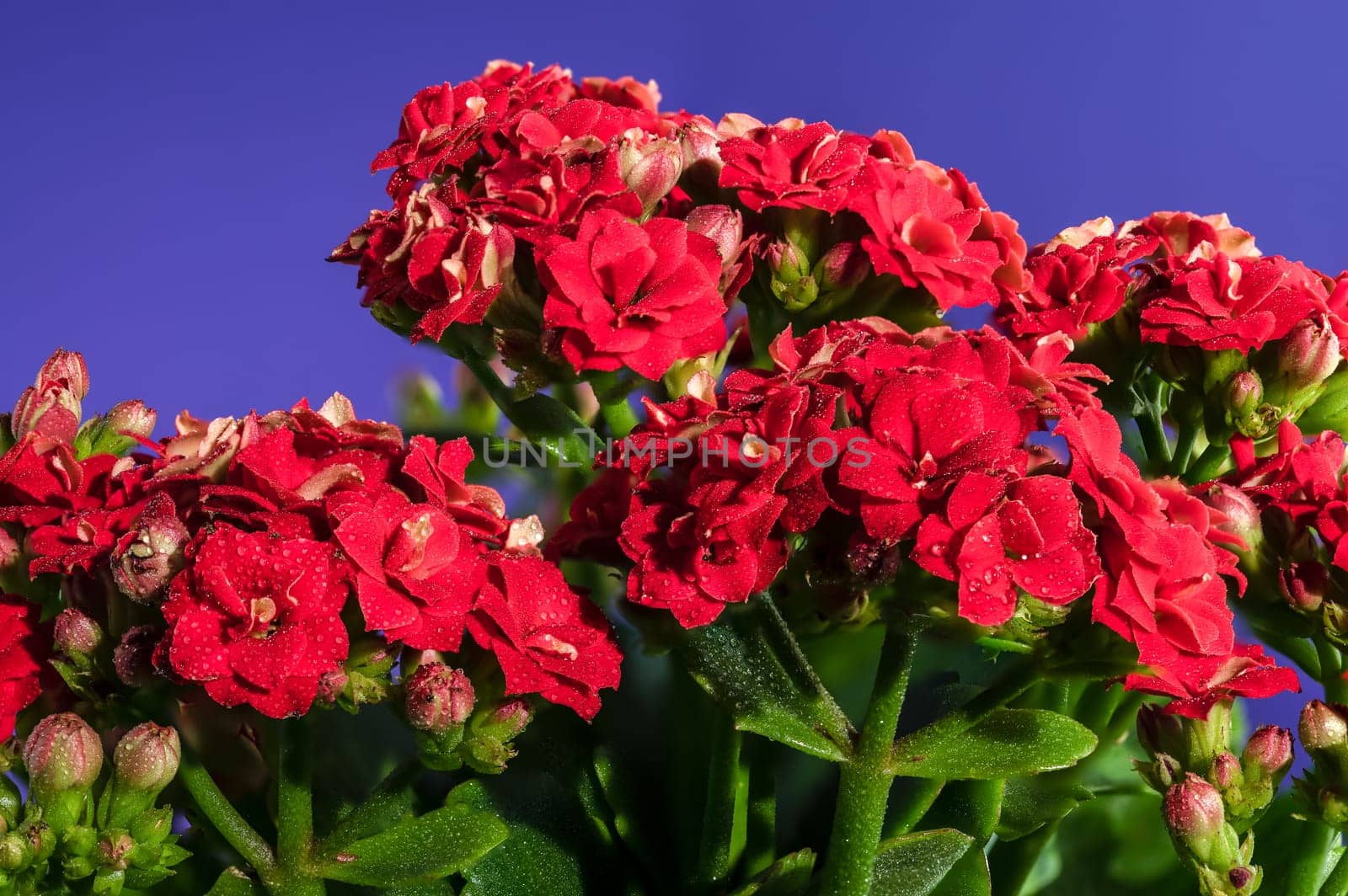 Red kalanchoe flowers on a blue background by Multipedia