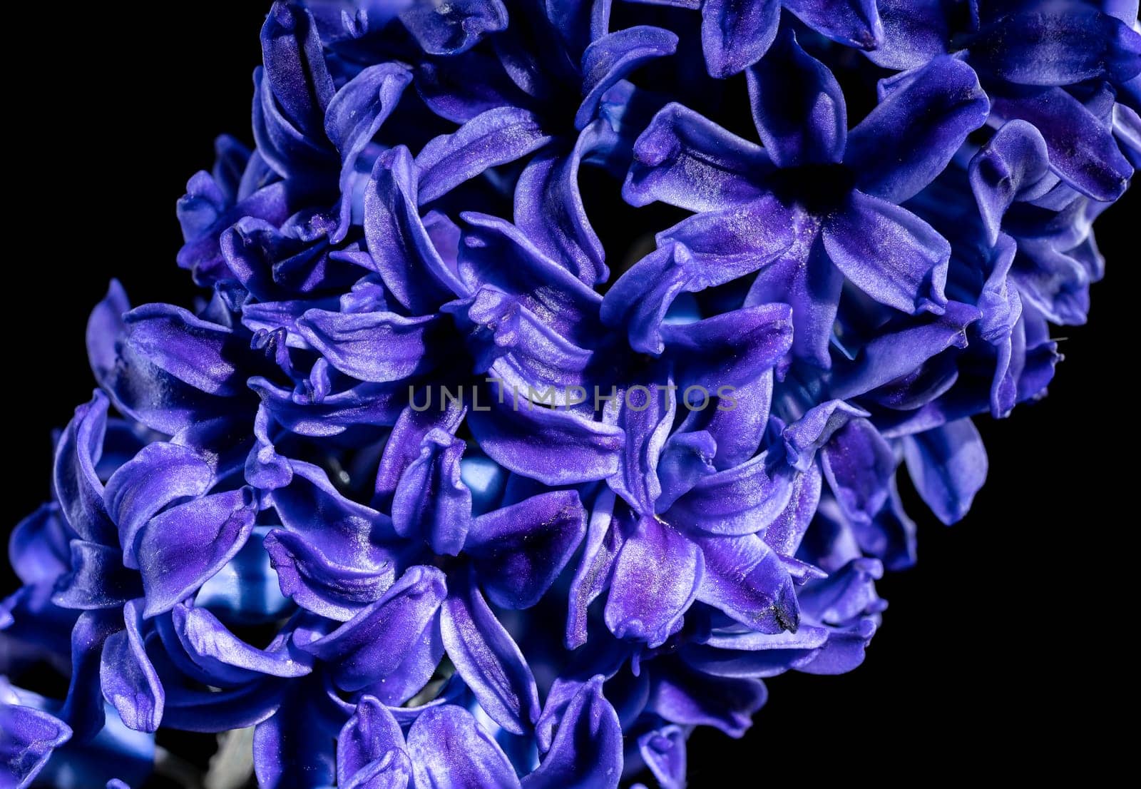 Purple Hyacinth flower on a black background by Multipedia
