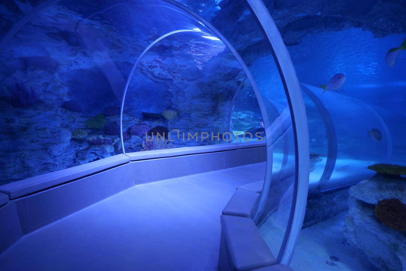 turkey istanbul 13 june 2023. Fishes swimming in the marine aquarium at emaar square shopping mall by towfiq007