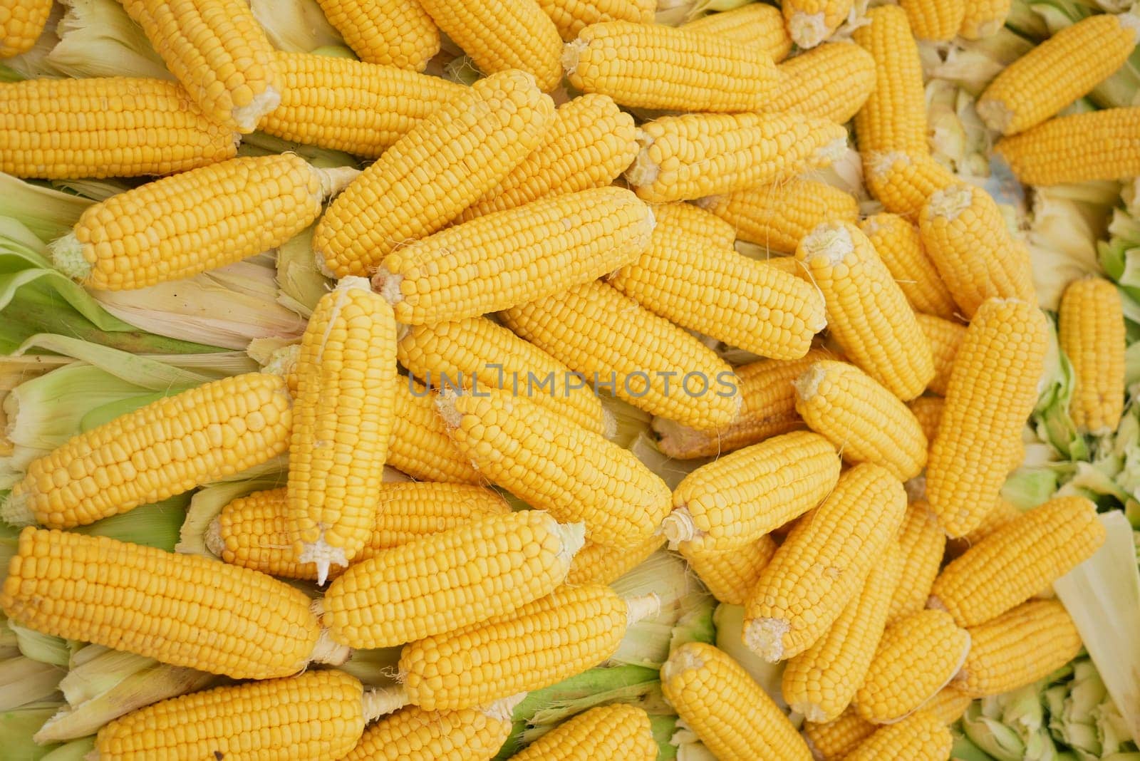 Stacked sweet corn on the cob sits on the table, a staple food in cuisine,