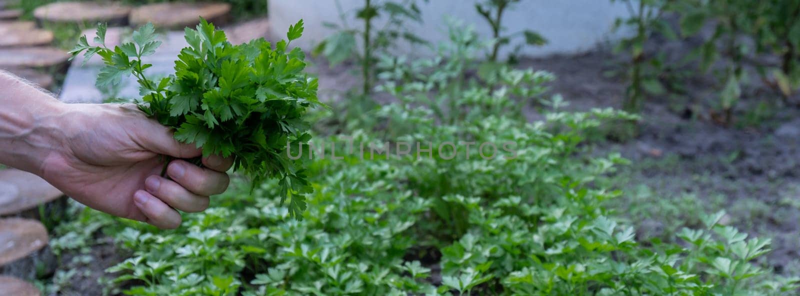 Farmers hands collect parsley in garden open air. Organic home gardening and cultivation of greenery herbs concept. Locally grown fresh veggies