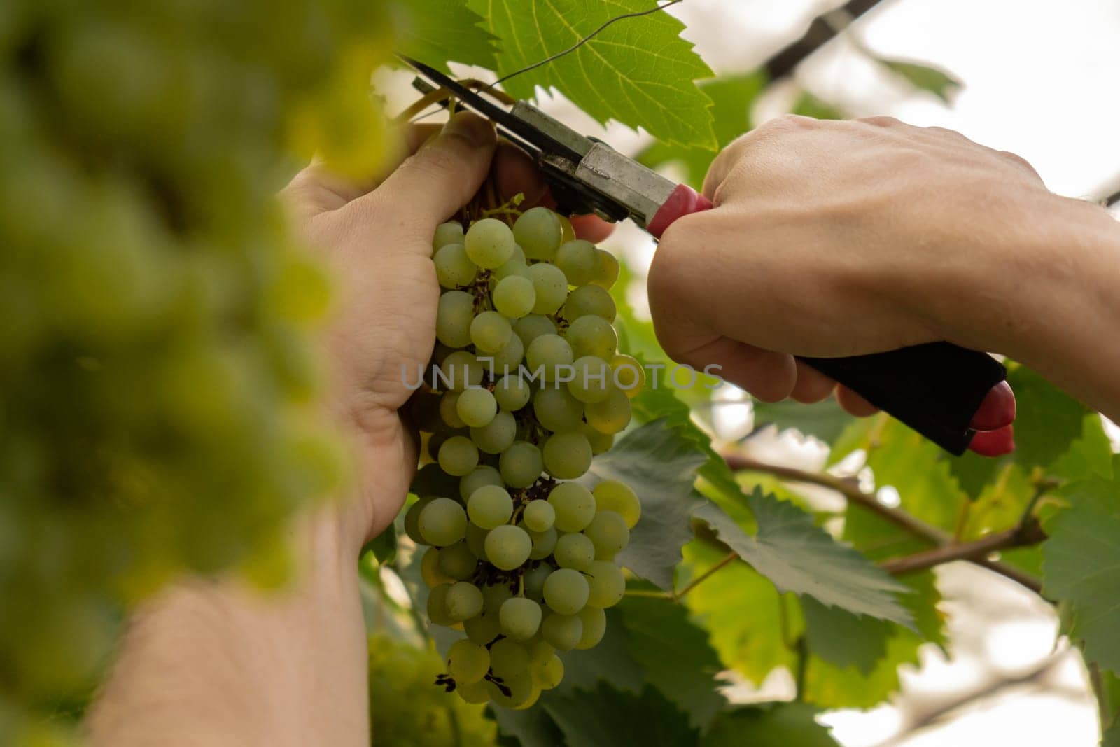 Farm worker harvesting green grapes in outdoor vineyards. Concept of healthy eating homegrown greenery fruits. Seasonal countryside cottage core life. Winemaker Farm produce