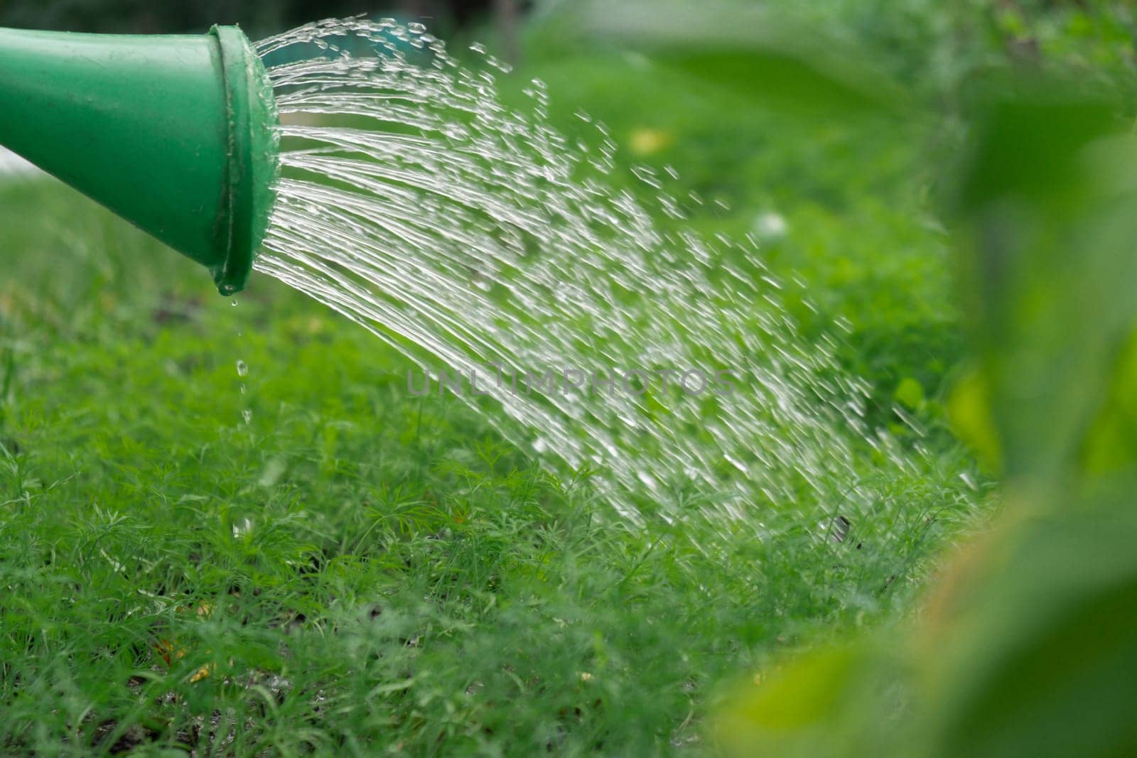 Watering dill and fresh grown green plants from garden bed. Water drops on greenery background in home garden. Harvesting Cottagecore lifestyle