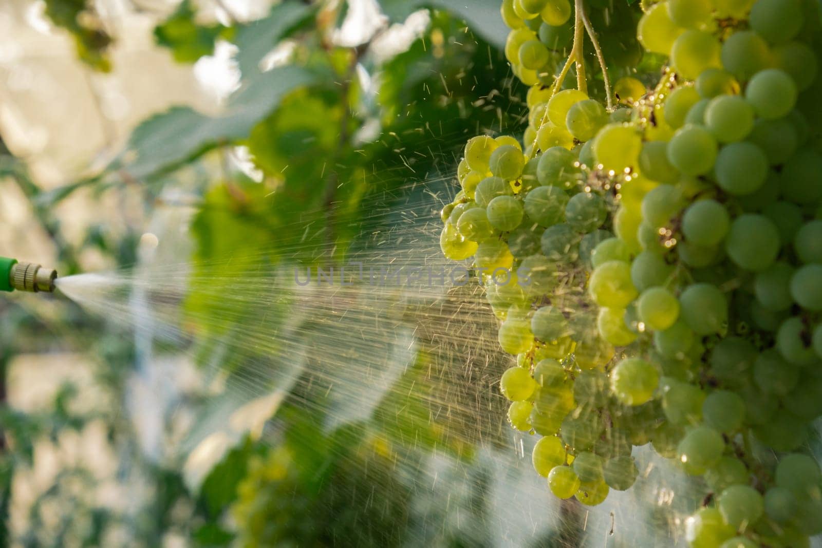 Close up of spraying insecticides and pesticides grape in vineyard open air during sunset. Harvest protection. Organic home gardening and cultivation of greenery concept. Locally grown fresh fruits