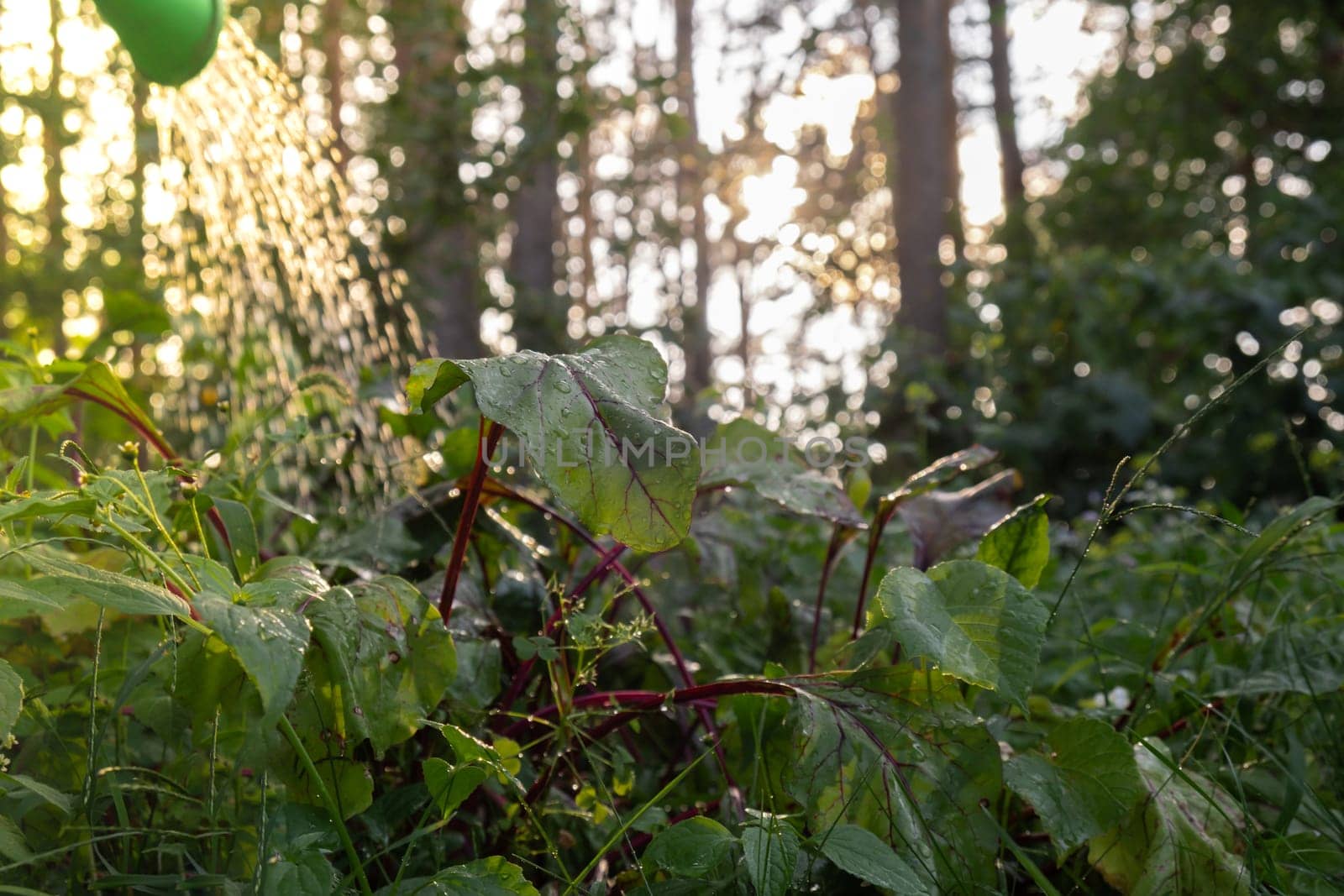 Unrecognizable farmer watering vegetable garden beds. Beetroots vegetables locally grown food produce. Sunlights sunset harvesting