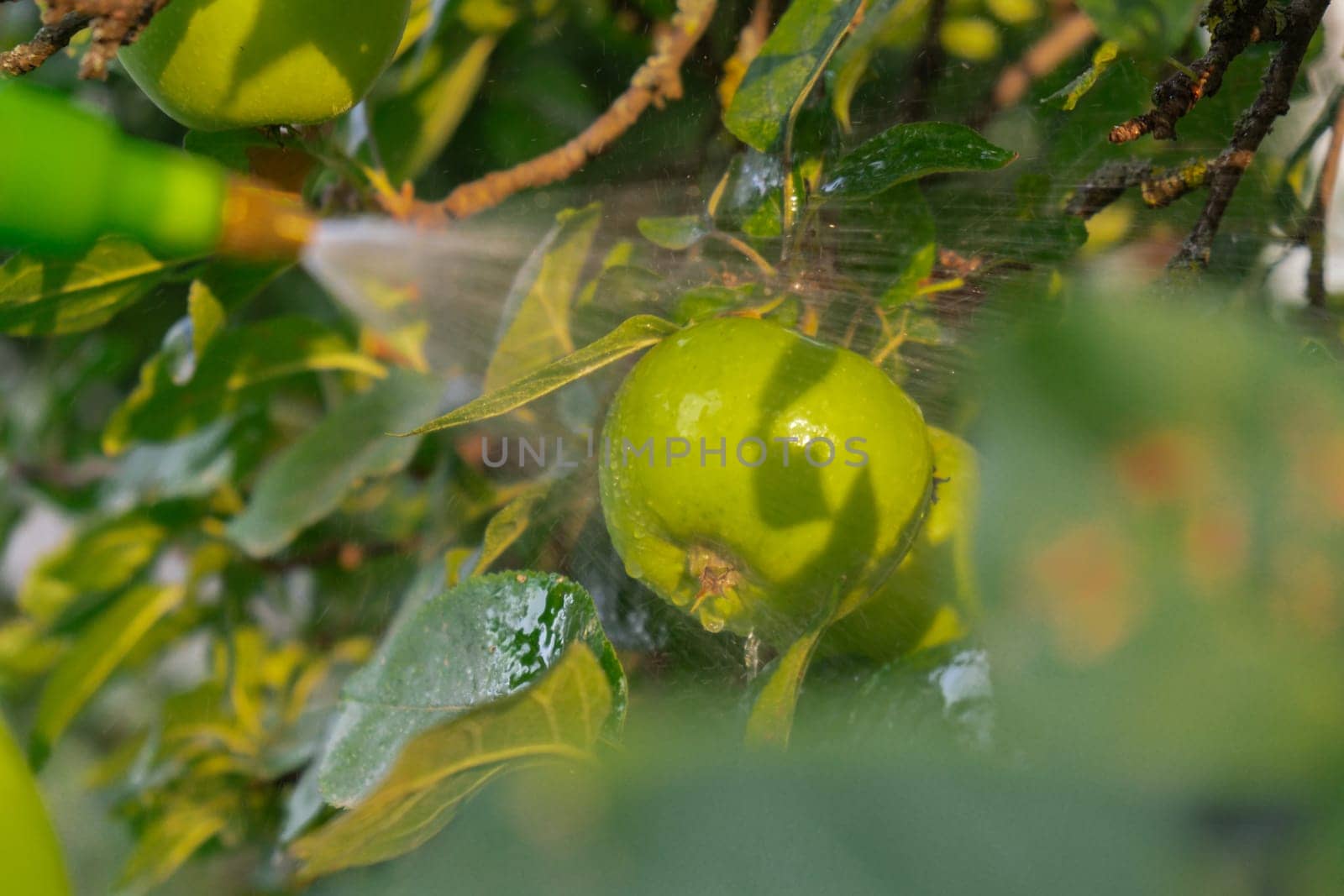 Spraying Chemicals Pesticides on green apple in outdoor garden. Concept of healthy eating homegrown greenery fruits. Seasonal countryside cottage core life by anna_stasiia