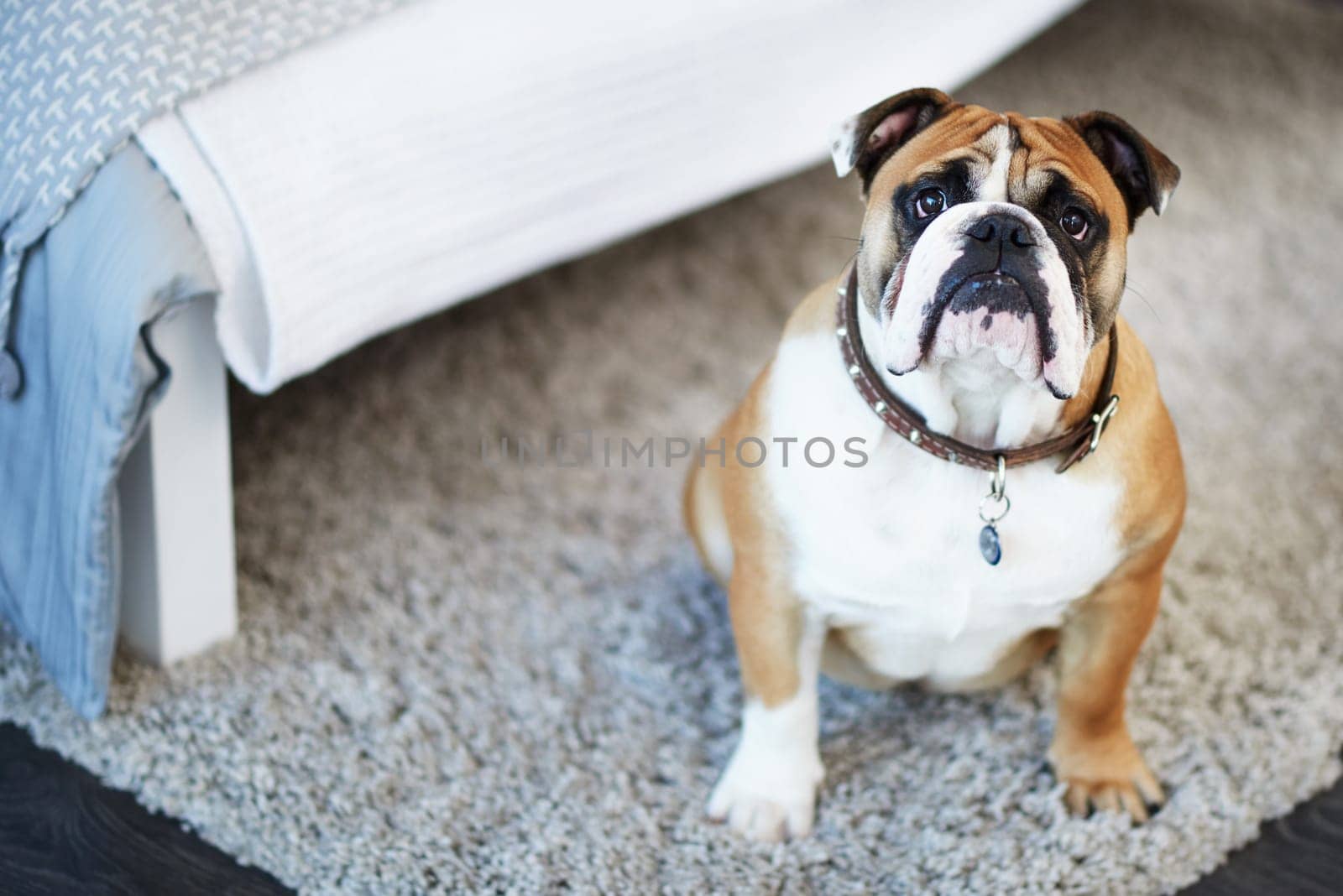 Bull dog, portrait and home bedroom or pet on apartment carpet for animal care, healthy or best friend. Domestic, face and house with collar in New Zealand with sadness or floor, sitting or resting by YuriArcurs