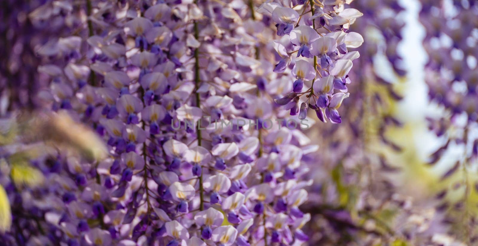 Blooming Wisteria Sinensis with scented classic purple flowersin full bloom in hanging racemes closeup. Garden with wisteria in spring by Matiunina