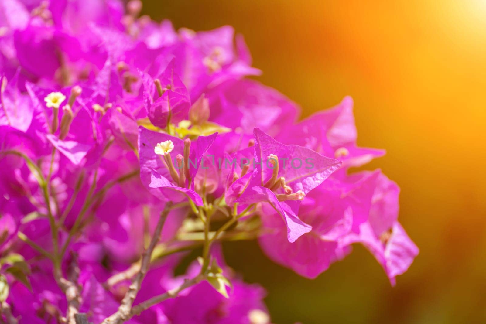 Bougainvillea glabram flower, paperflower. Beautiful magenta bougainvillea tree on sunny spring day by Matiunina