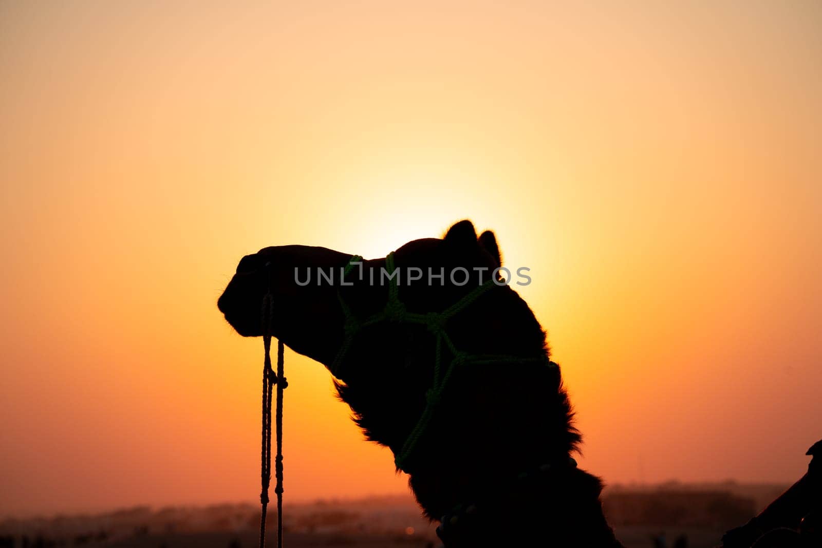 Silhouette of camel with the sun right behind it in sand dunes in Sam Jaisalmer Rajasthan India