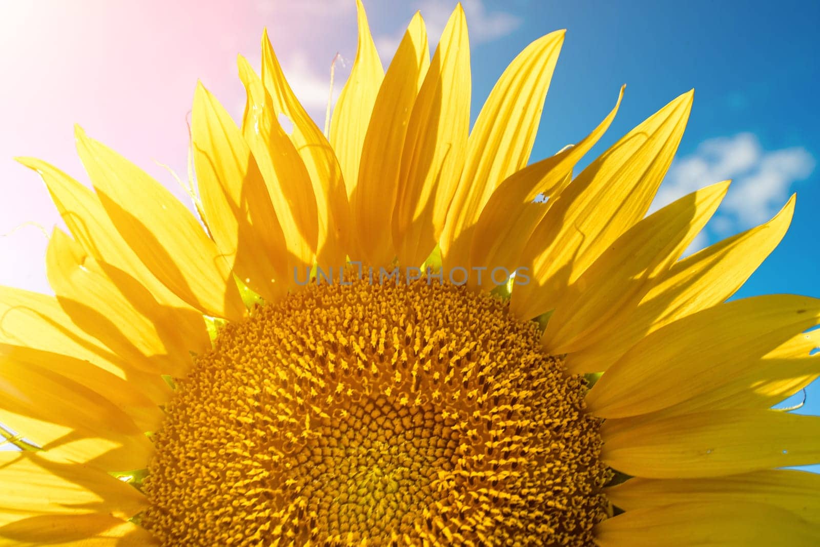 Half of a sunflower flower against a blue sky. The sun shines through the yellow petals. Agricultural cultivation of sunflower for cooking oil. by Matiunina