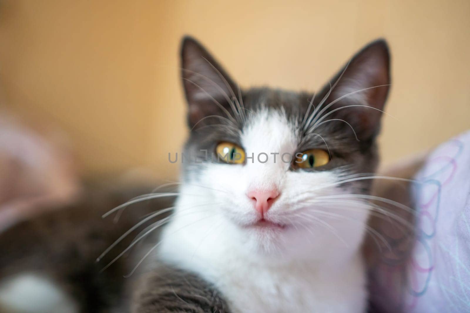 Funny cat is laying on a bed with a pink and white blanket. The cat is looking at the camera with a curious expression