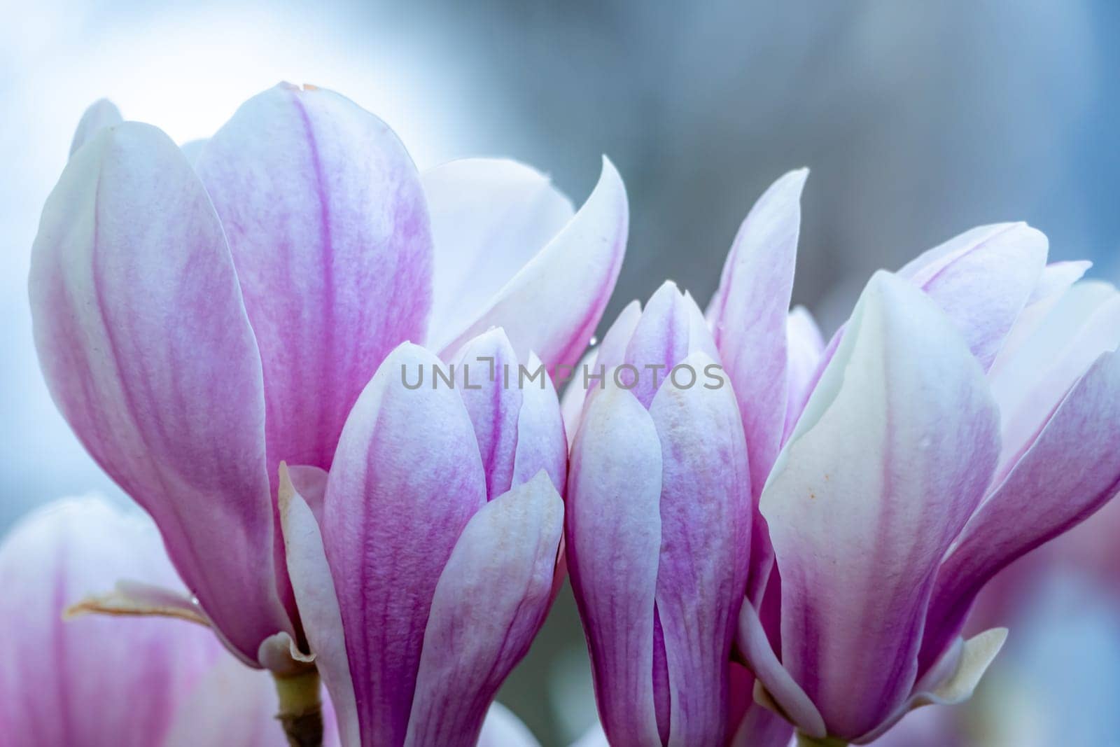 Magnolia Sulanjana flowers with petals in the spring season. the beautiful pink magnolia flowers in spring, selective focusing.