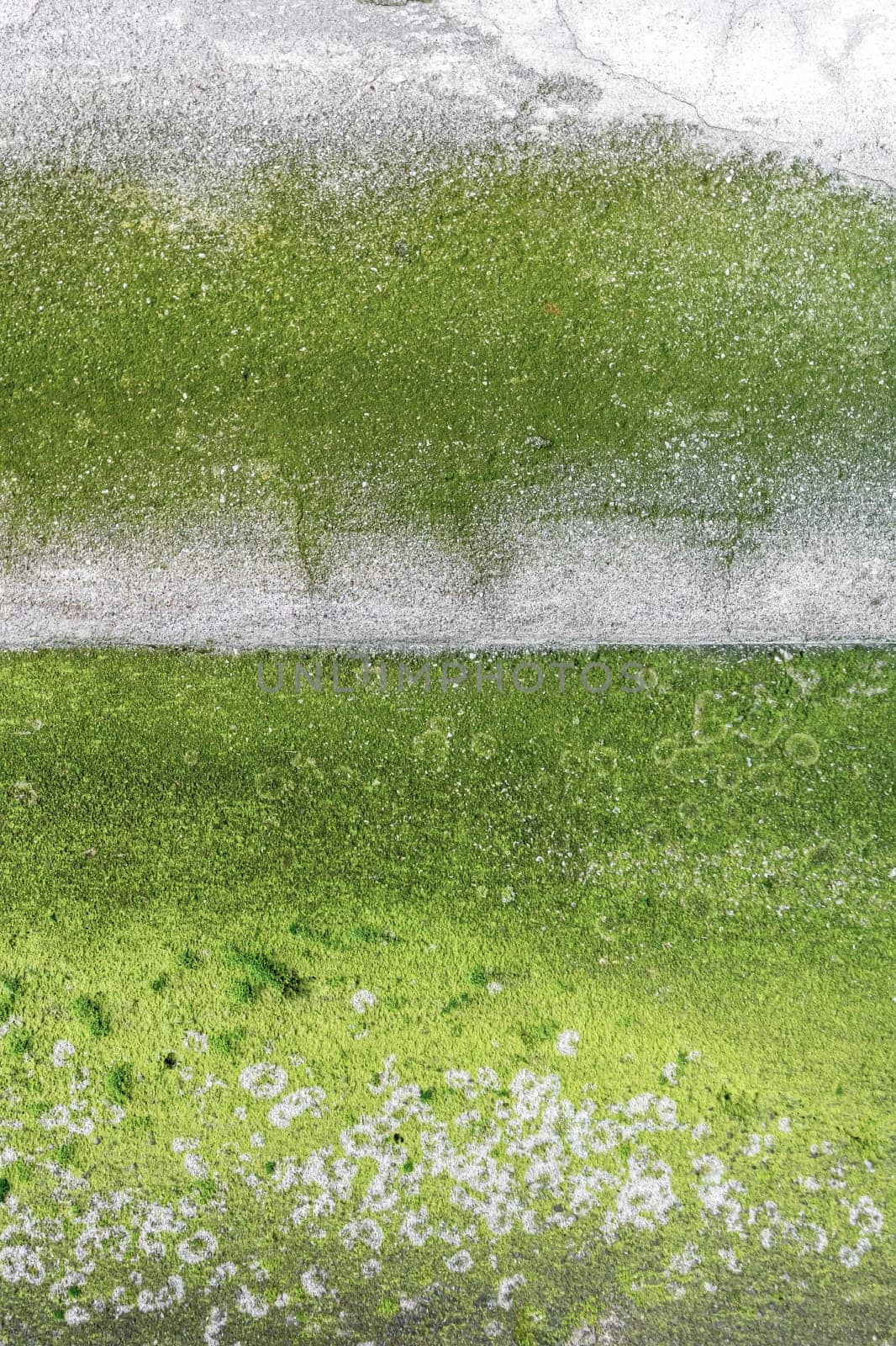 Moss and mold affect the plaster of an exterior wall.