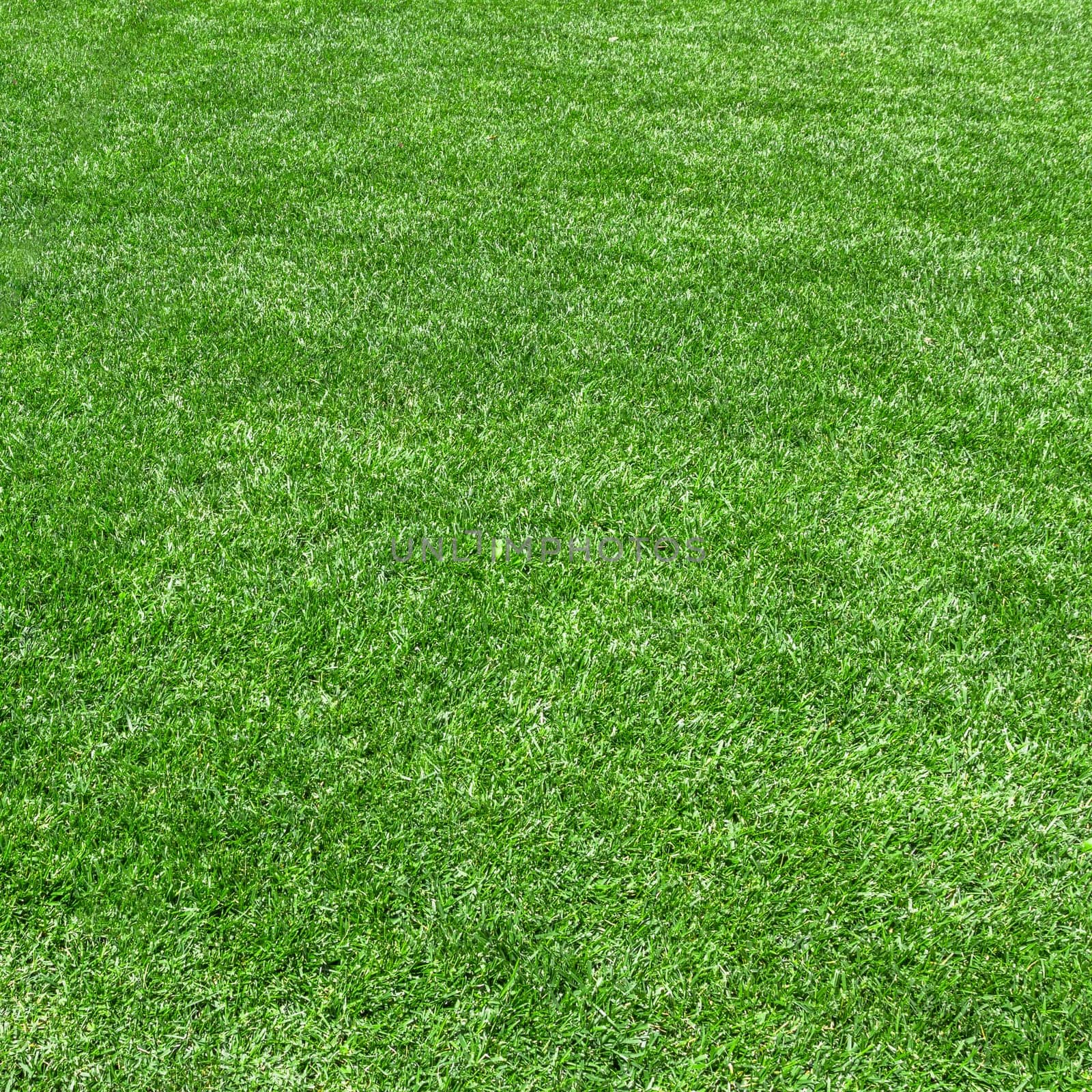 Synthetic grass background by germanopoli