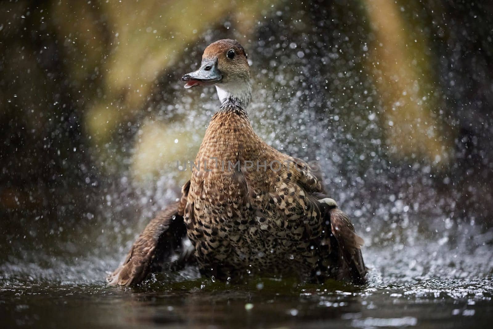 A beautiful duck swims in the water in Denmark. Close-up.