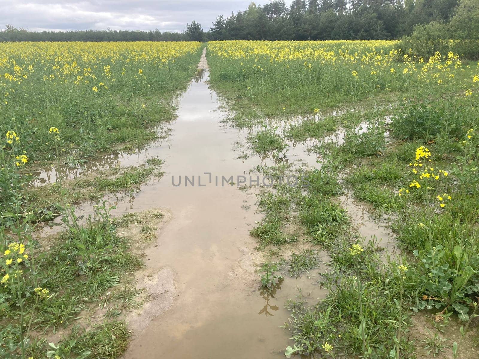 Yellow field planted with the rapeseed