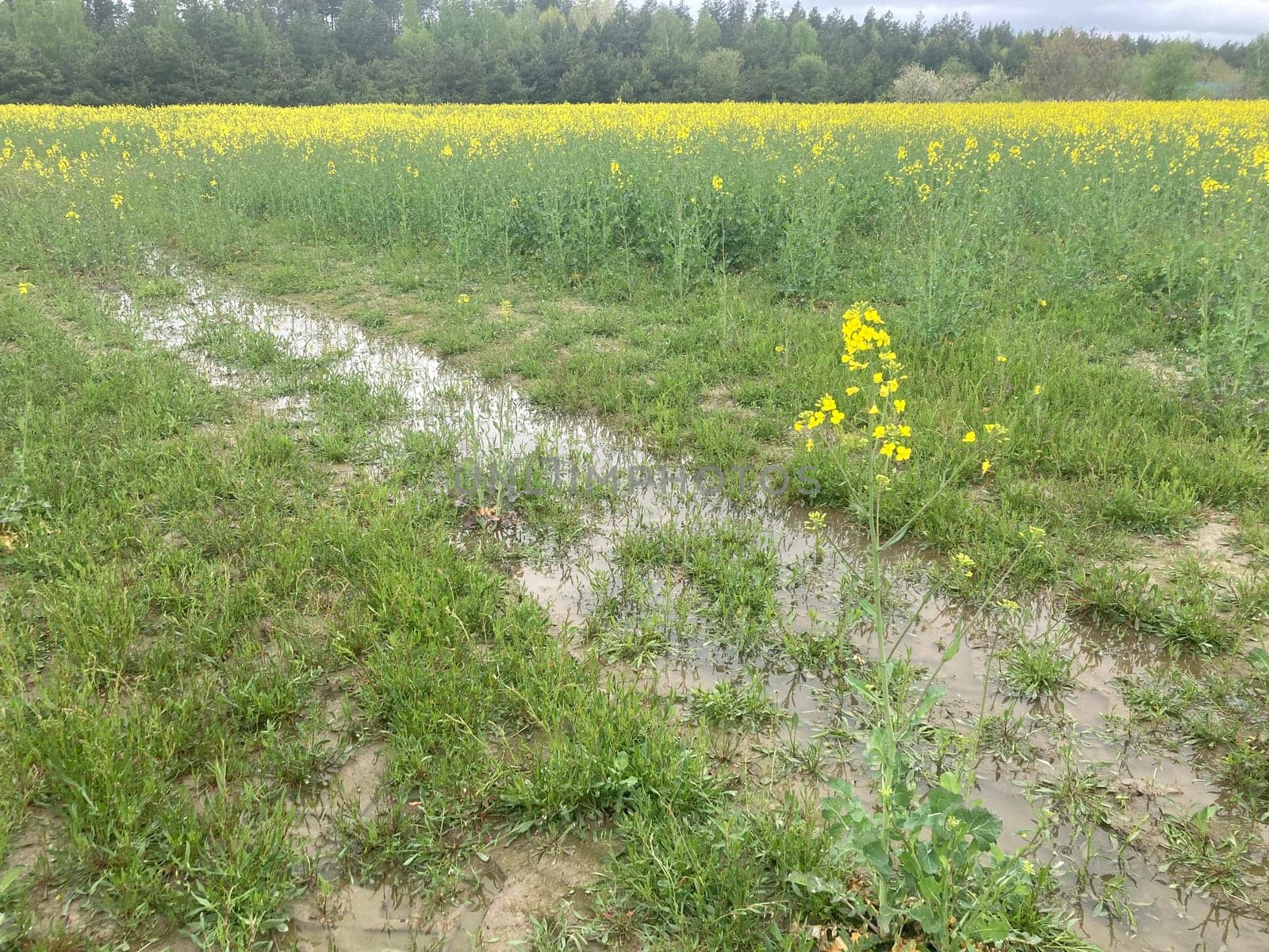 Yellow field planted with the rapeseed