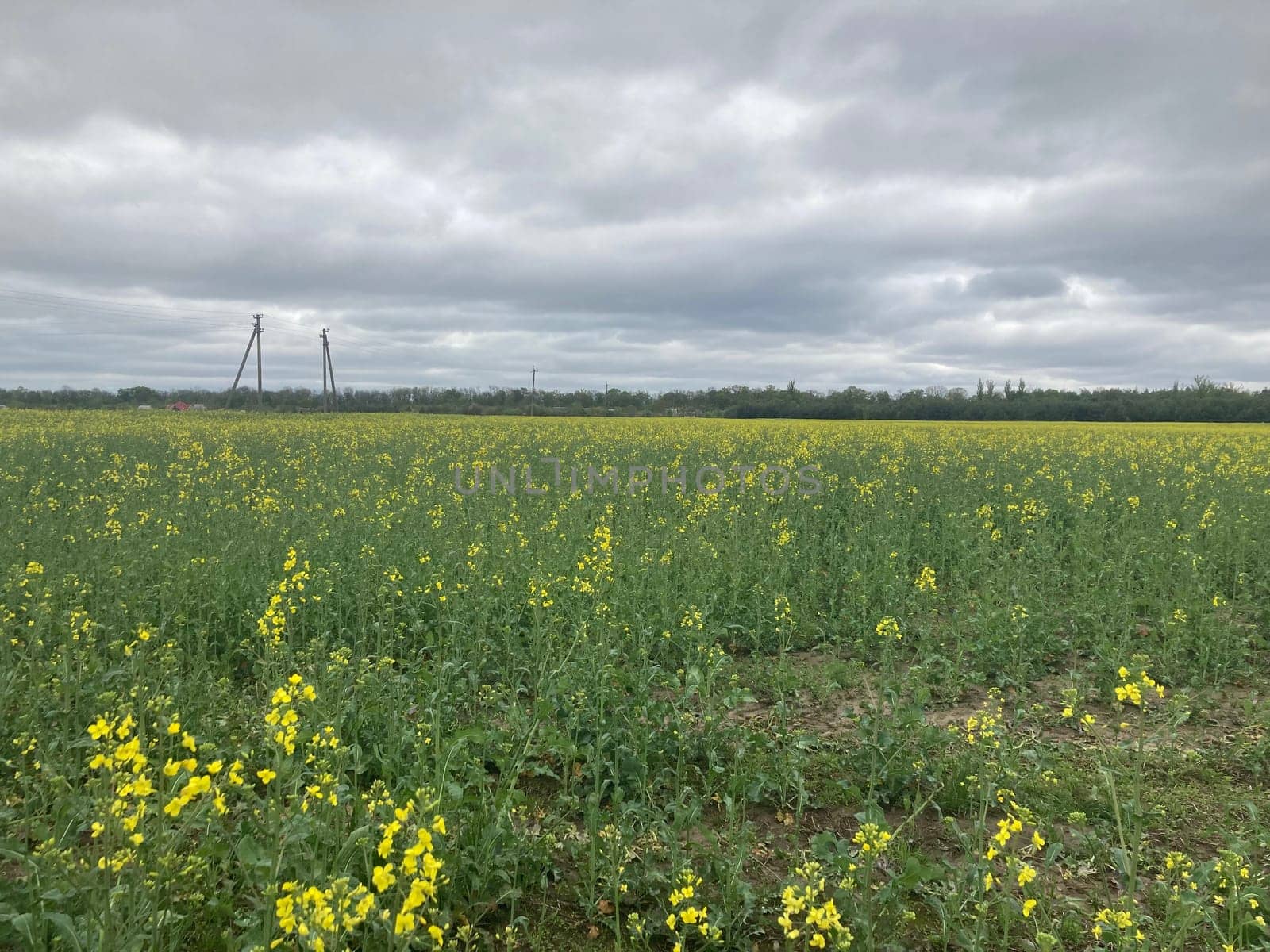 Yellow field planted with the rapeseed