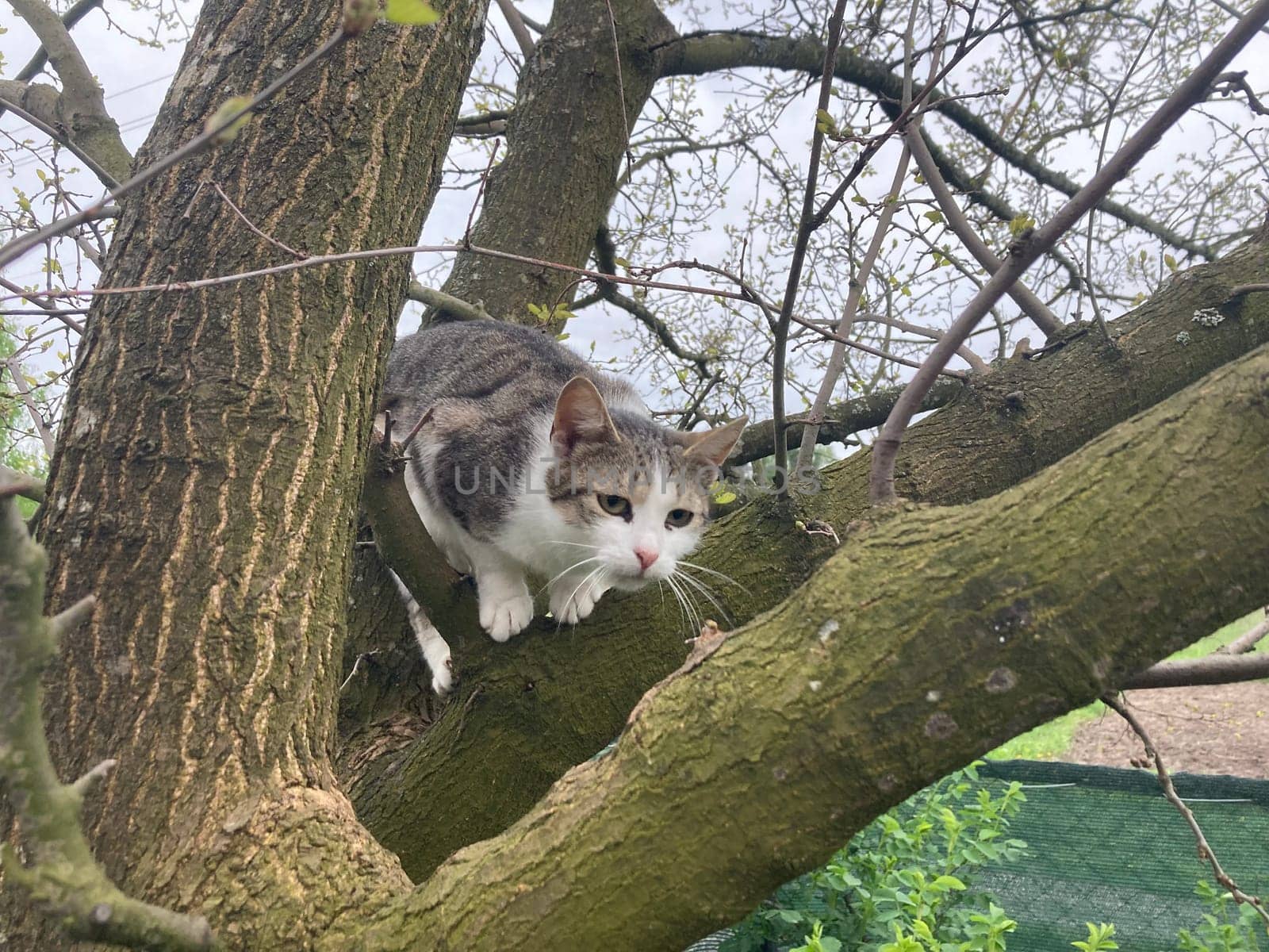 Cat climbs a the tree while playing