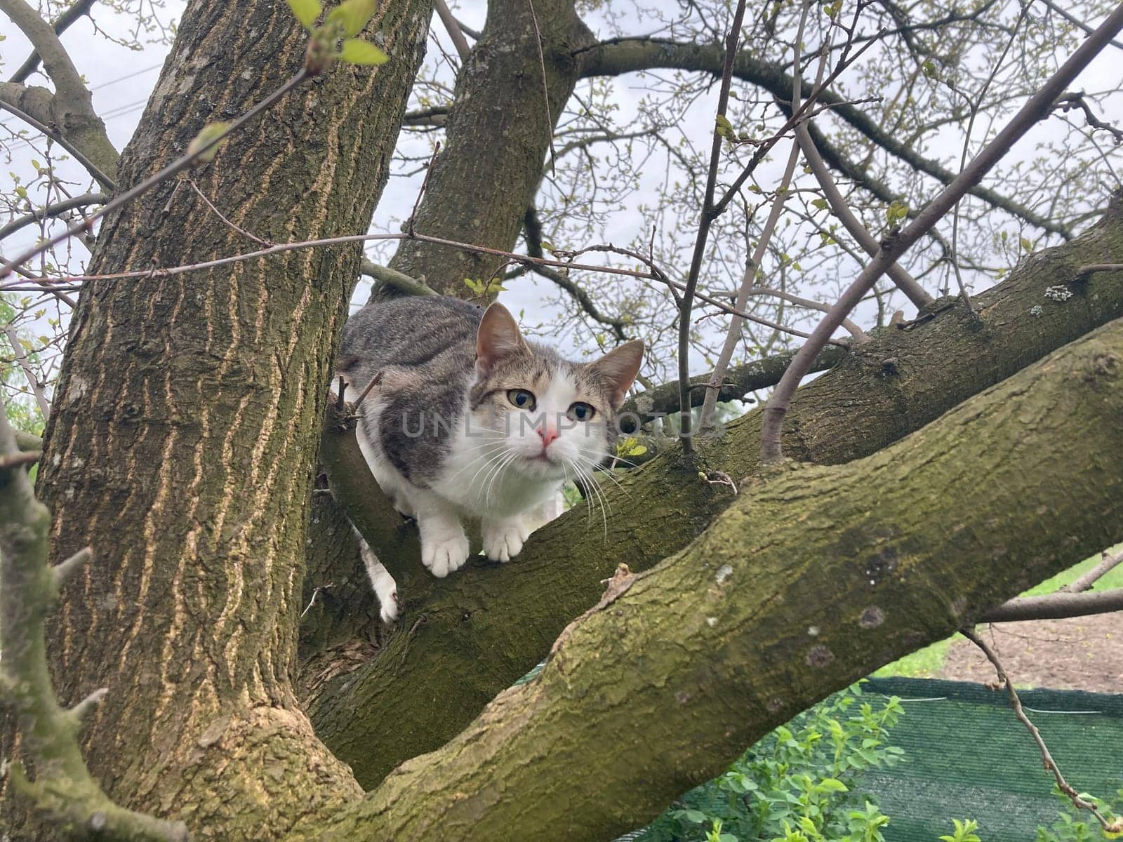 Cat climbs a the tree while playing