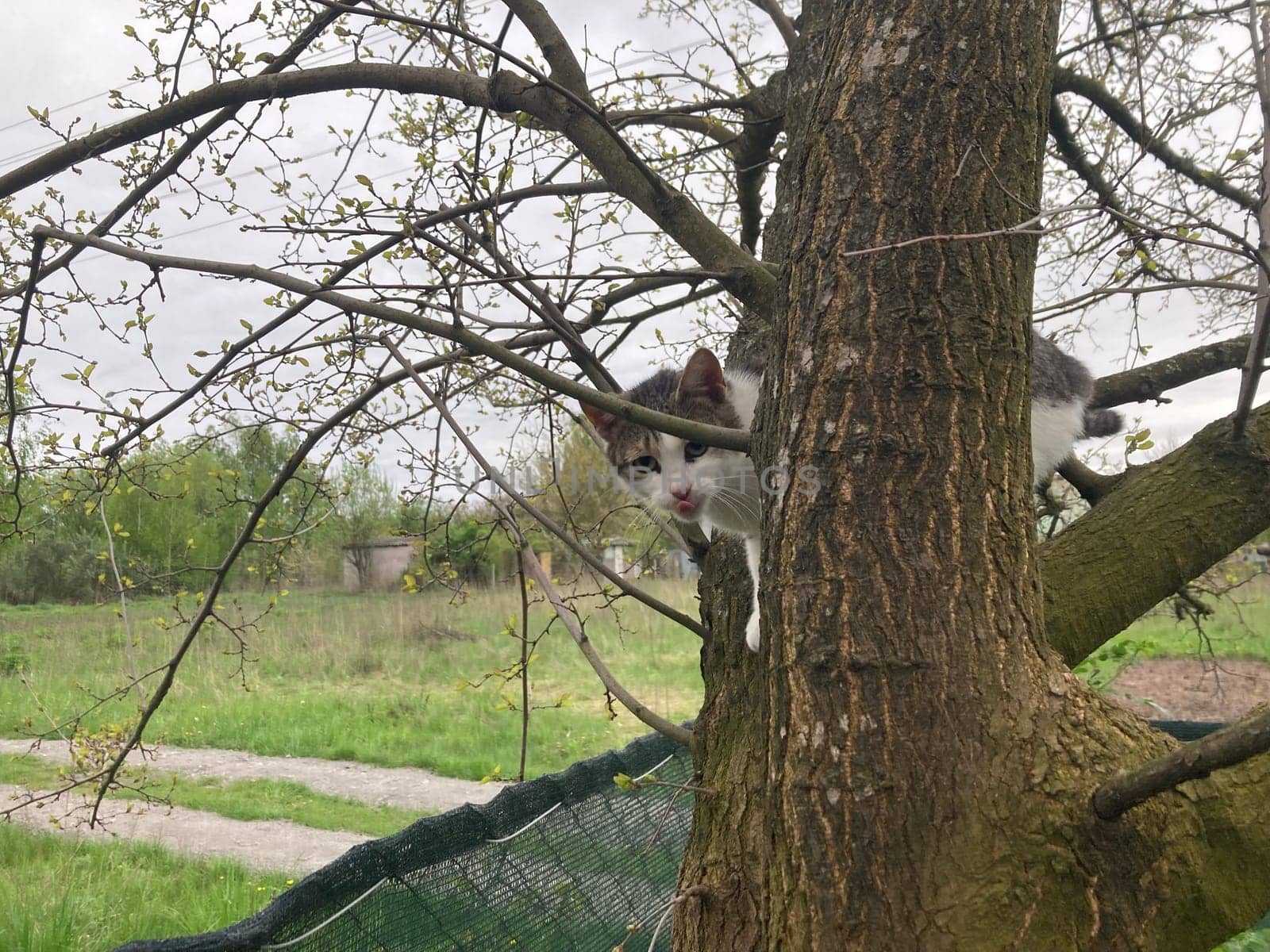 Cat climbs a the tree while playing