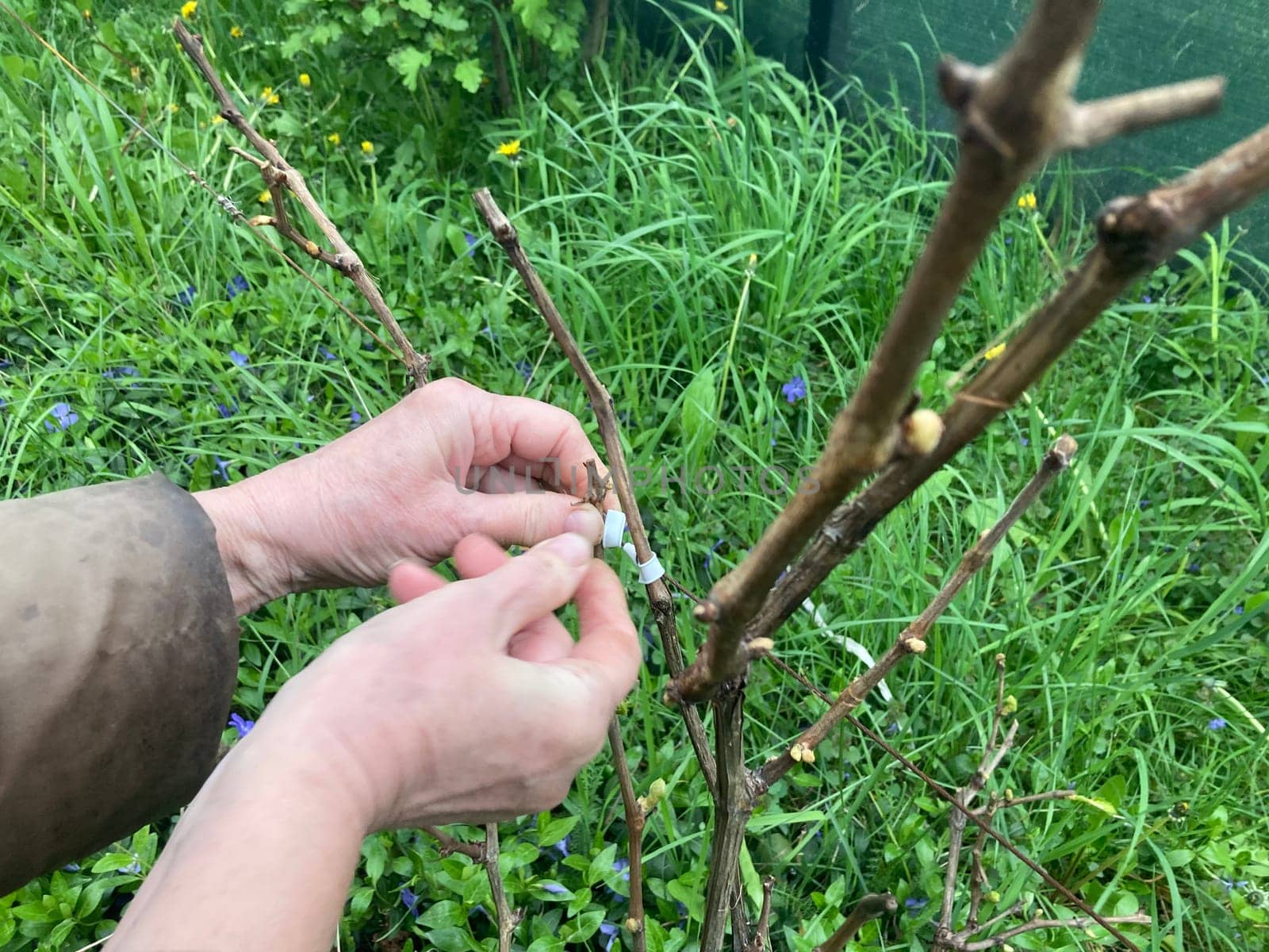 Garter of the young grape stems