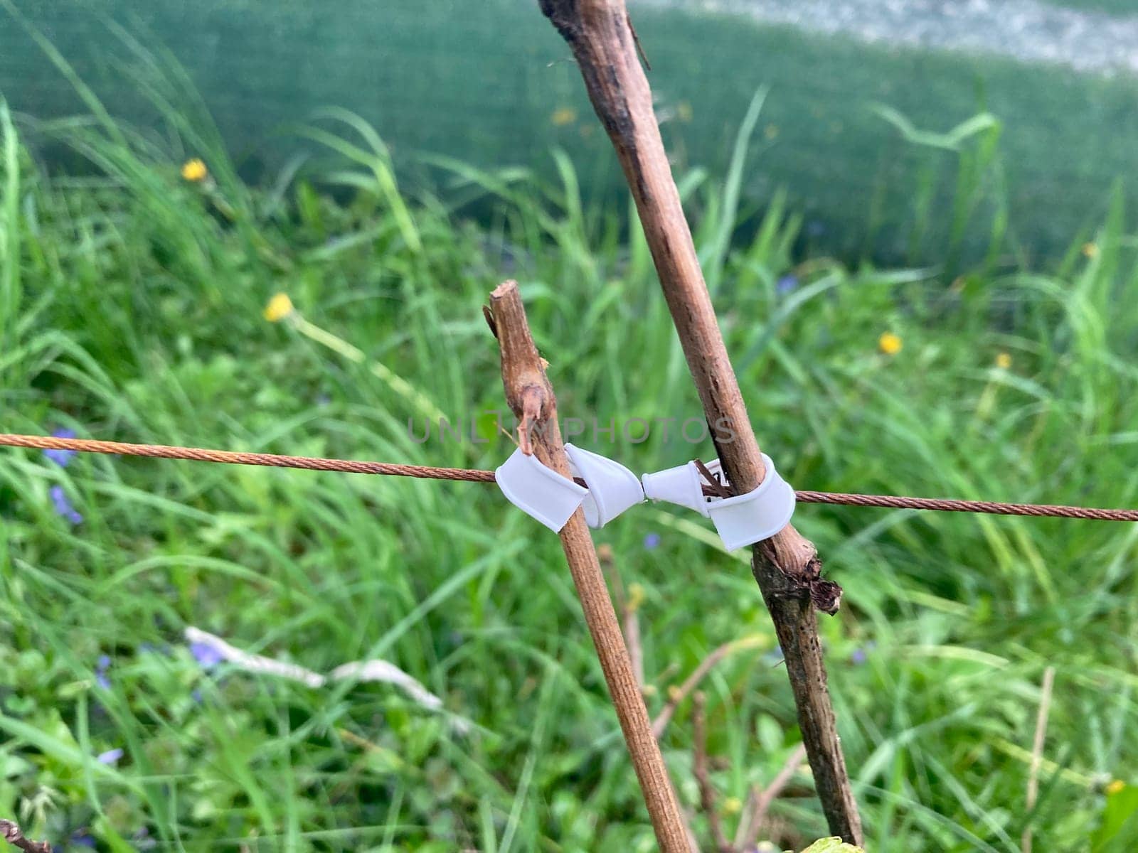 Garter of the young grape stems