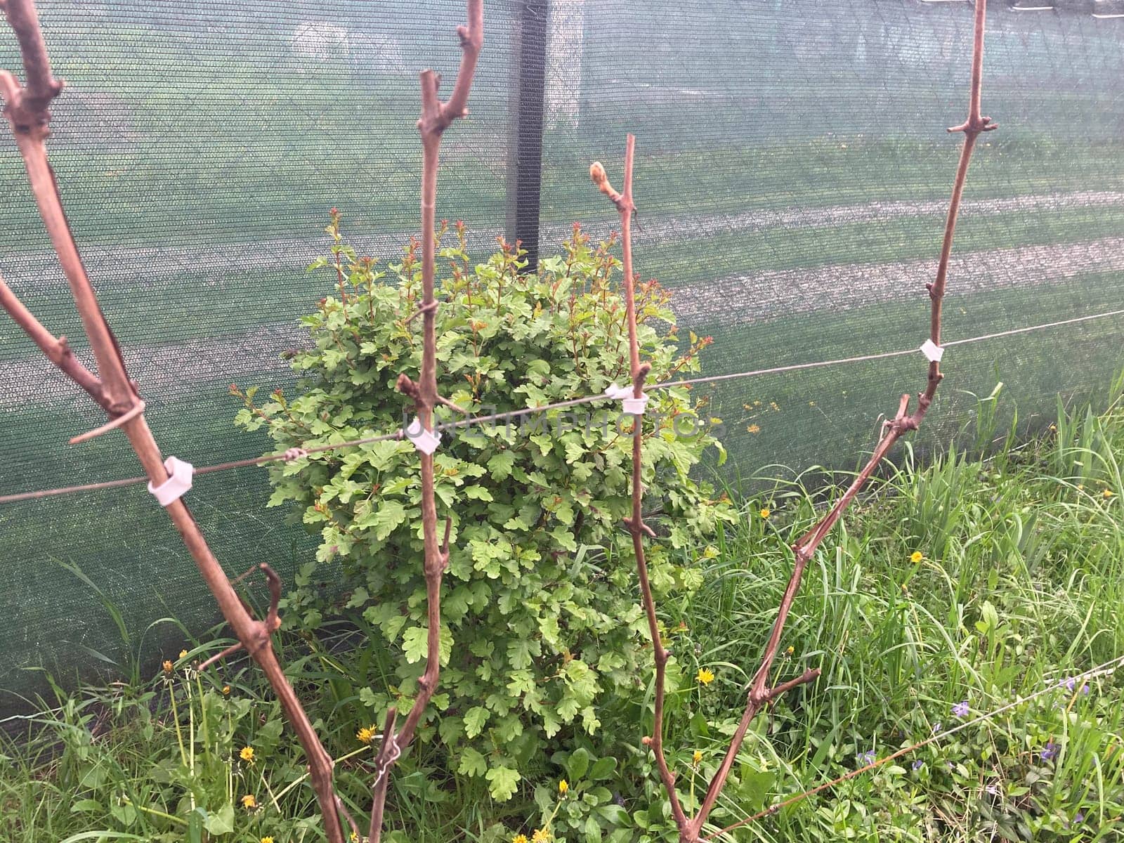 Garter of the young grape stems