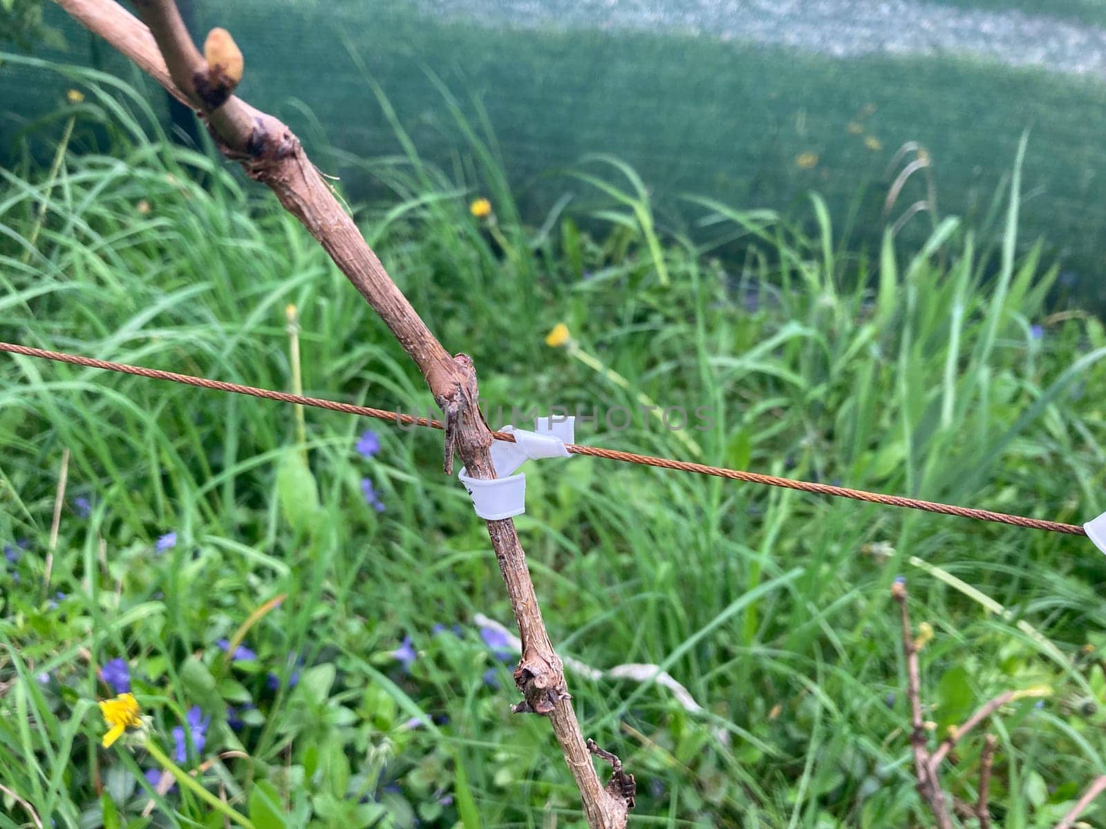 Garter of the young grape stems