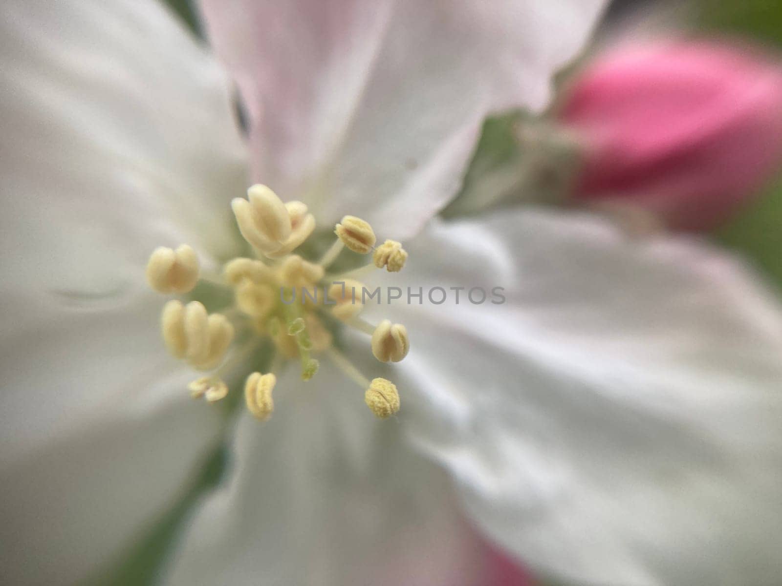 Spring flowers bloomed in a the garden